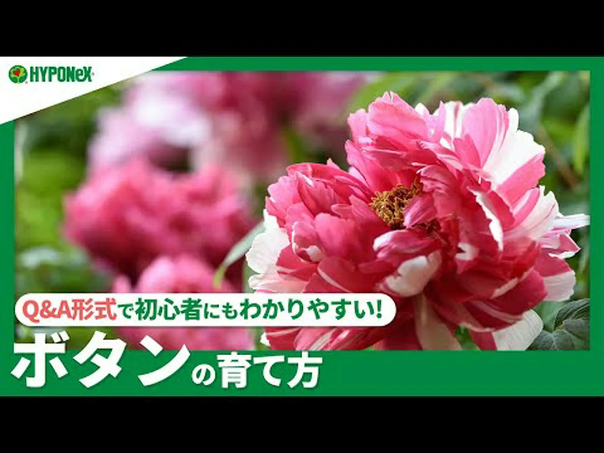 牡丹に関するよくある質問 牡丹に関するよくある質問