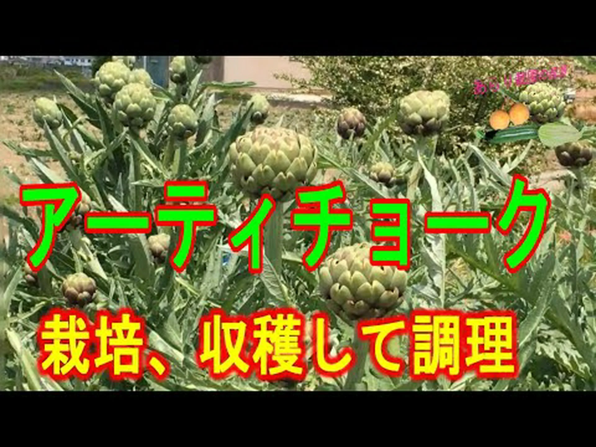 アーティチョークの施肥 アーティチョークの施肥