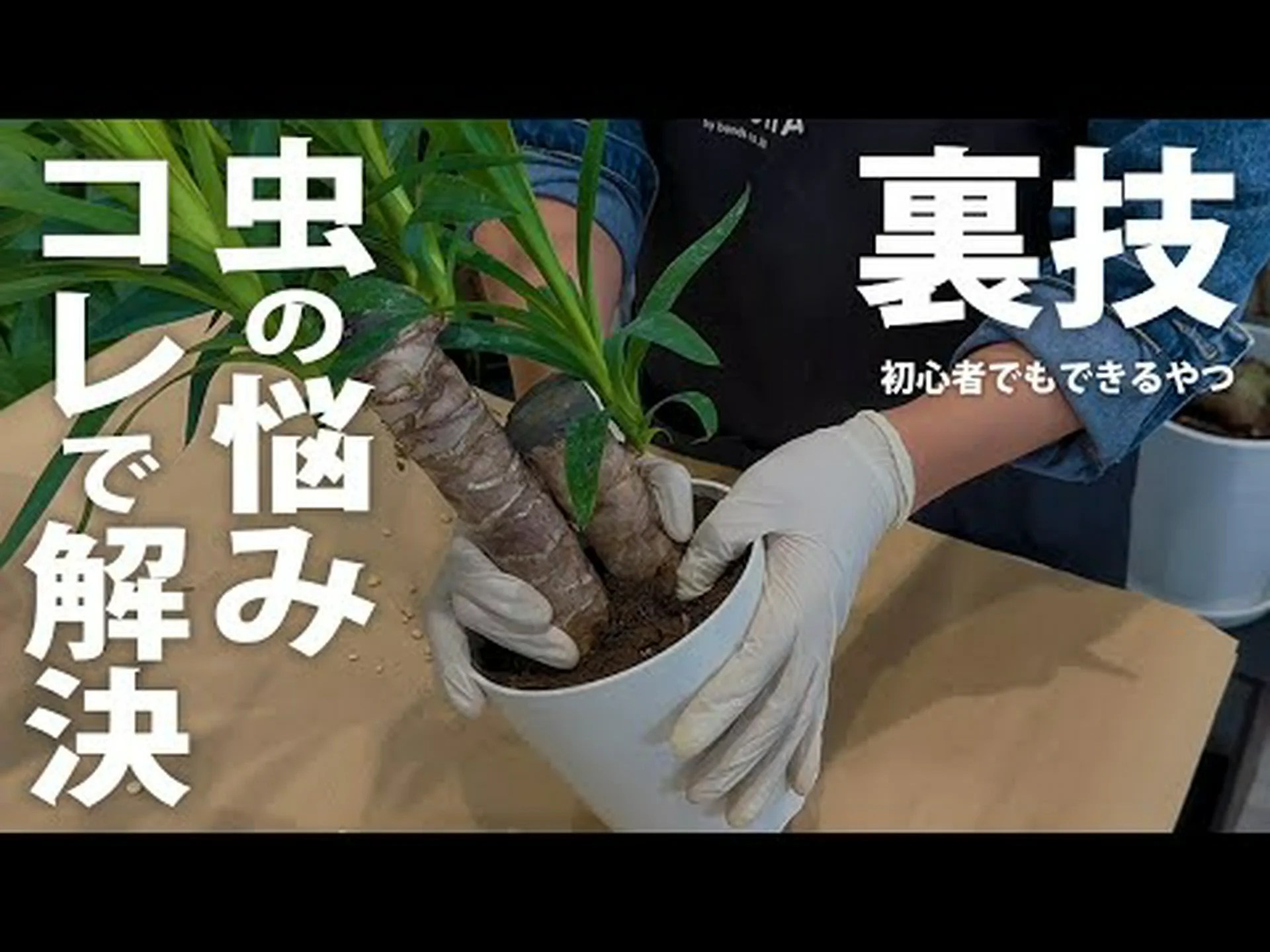 室内のユッカの植え替え 室内のユッカの植え替え