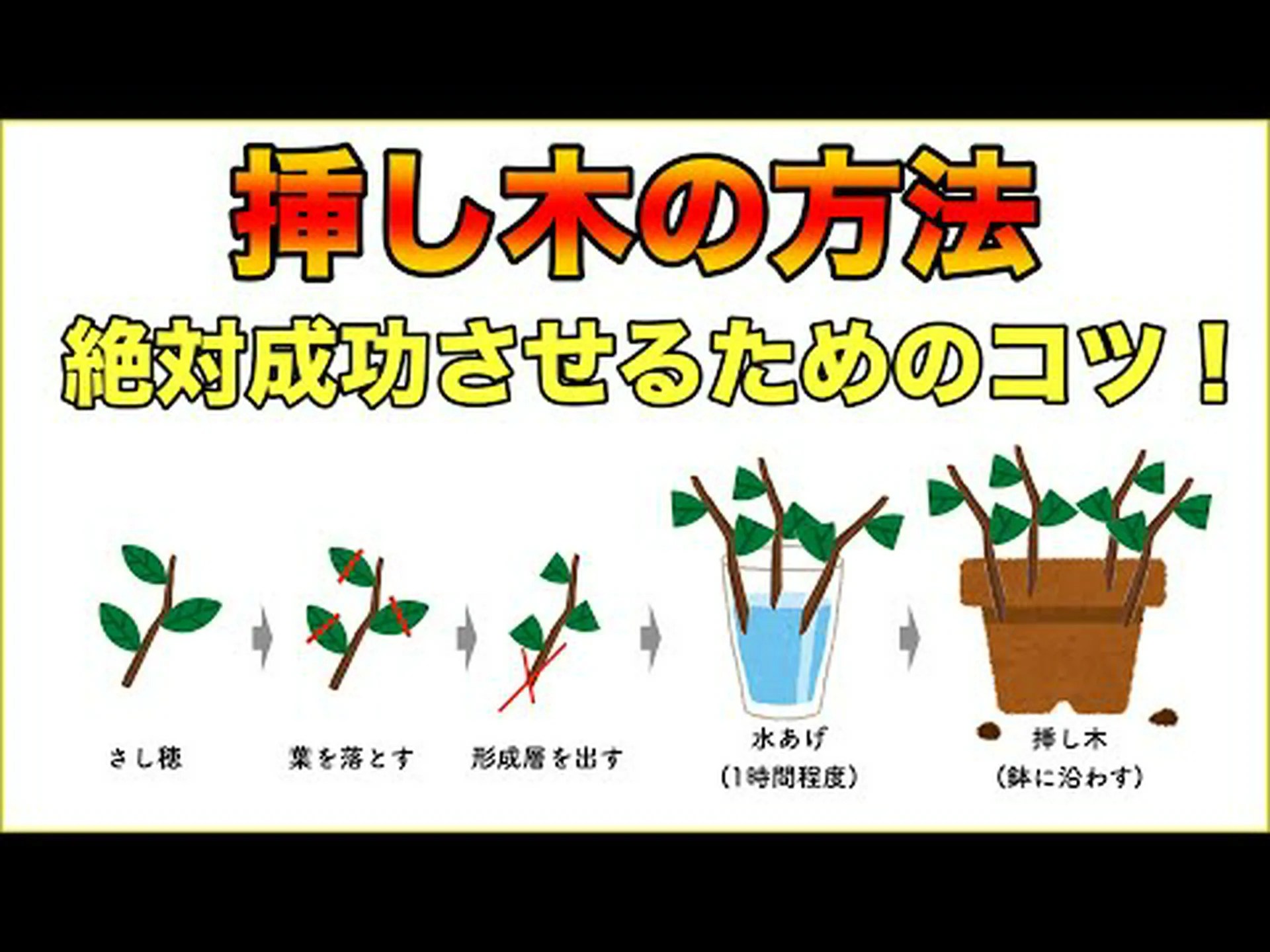 乾燥した木の挿し木による低木の繁殖 乾燥した木の挿し木による低木の繁殖