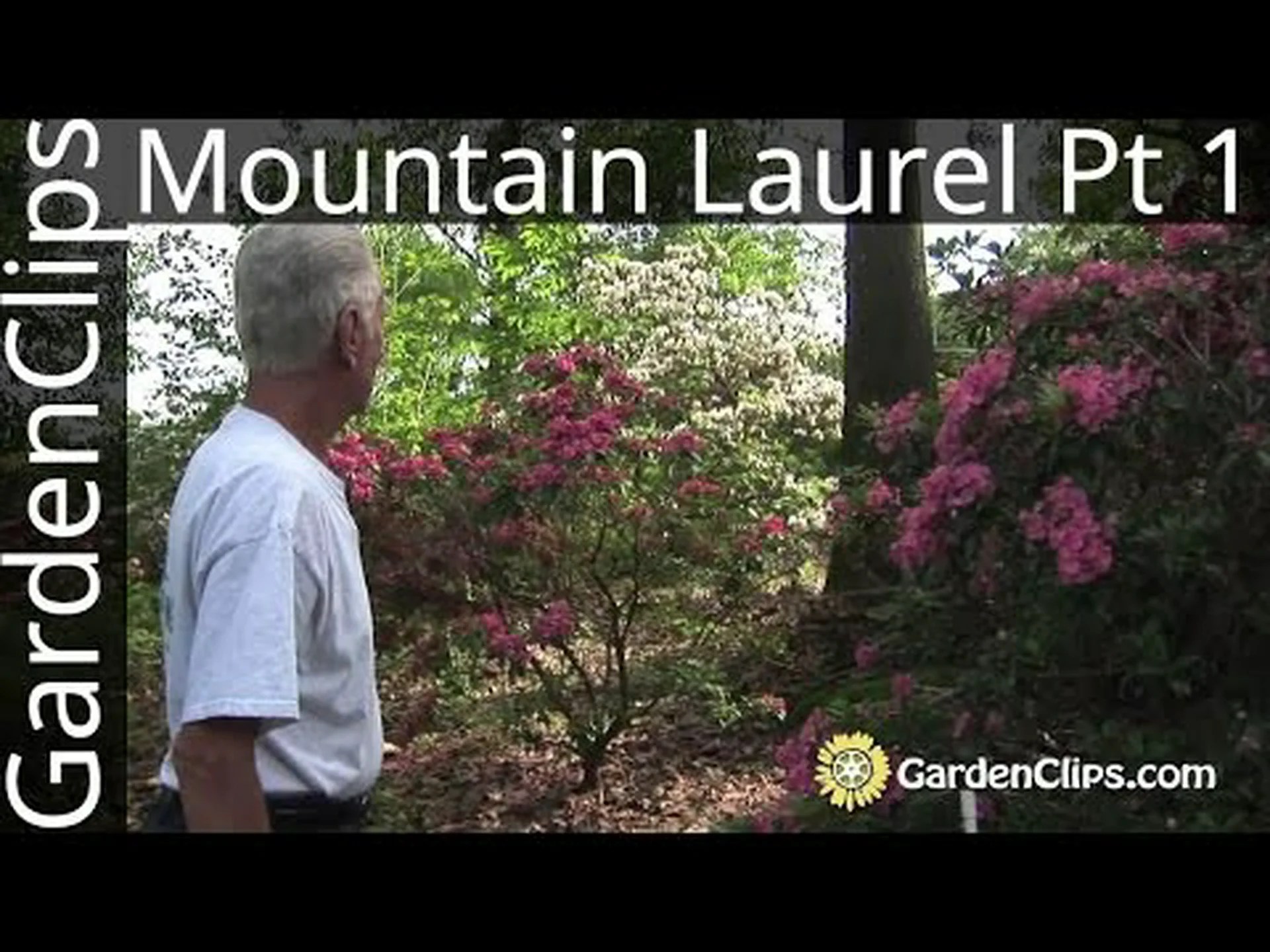 アメリカンローレル、マウンテンローレル アメリカンローレル、マウンテンローレル