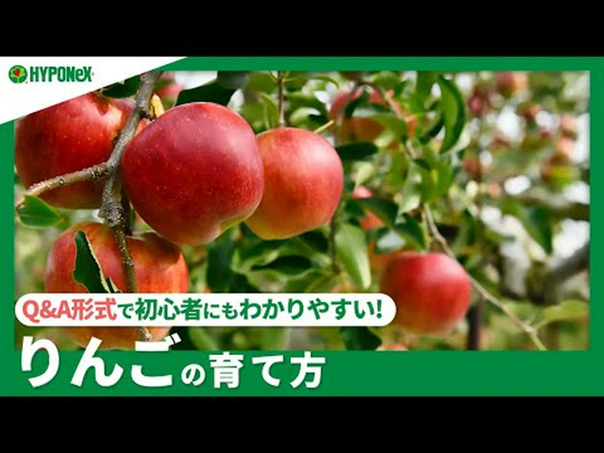 リンゴの木に関するよくある質問 リンゴの木に関するよくある質問