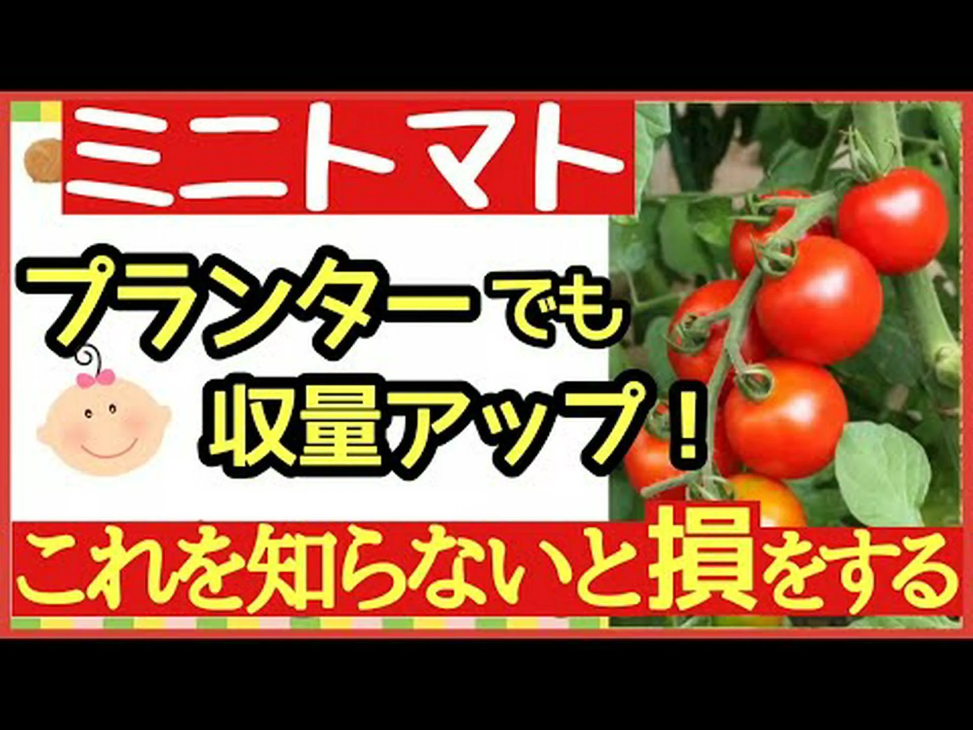 トマトを鉢で育てる トマトを鉢で育てる