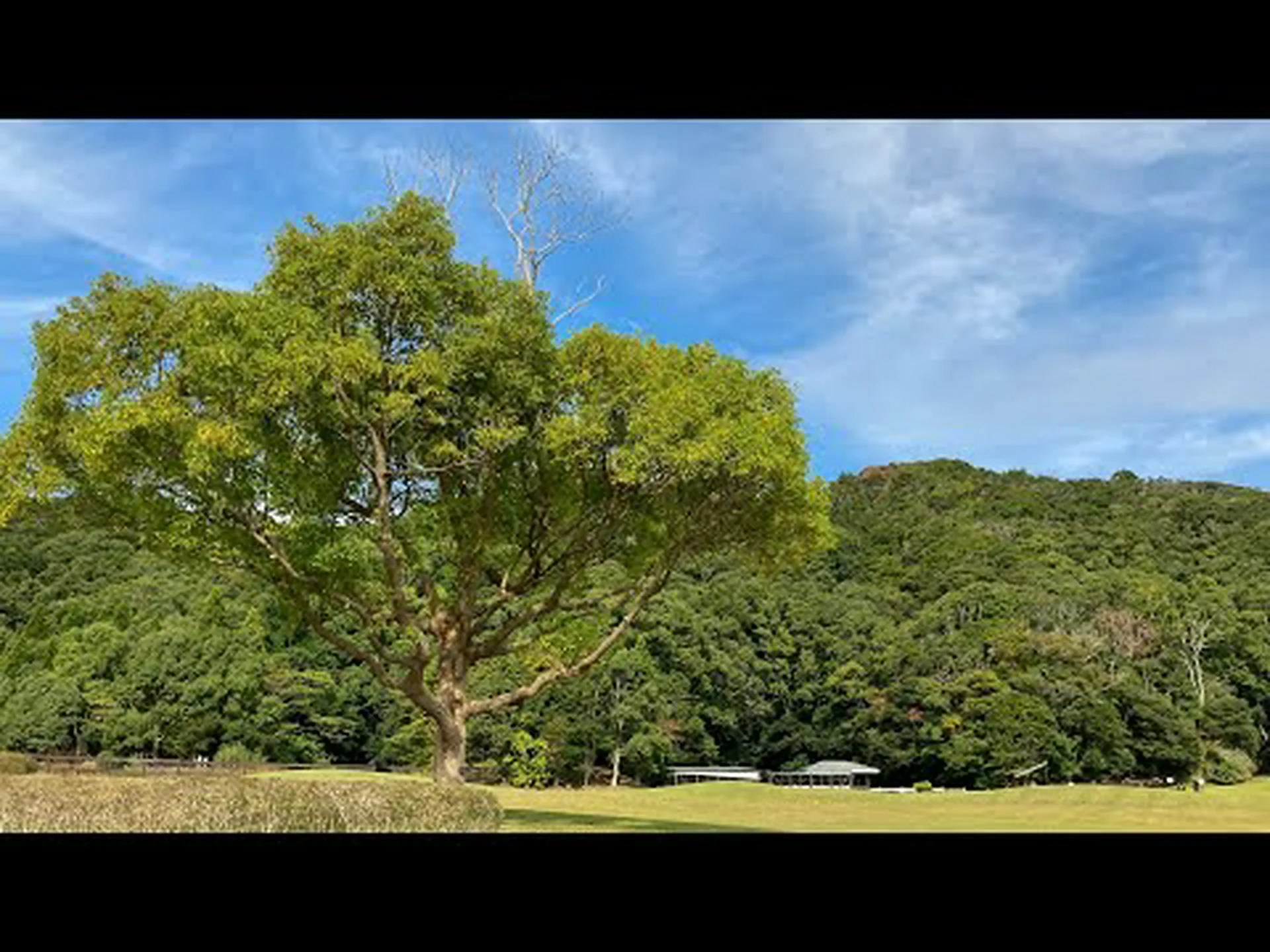 クリケット クリケット