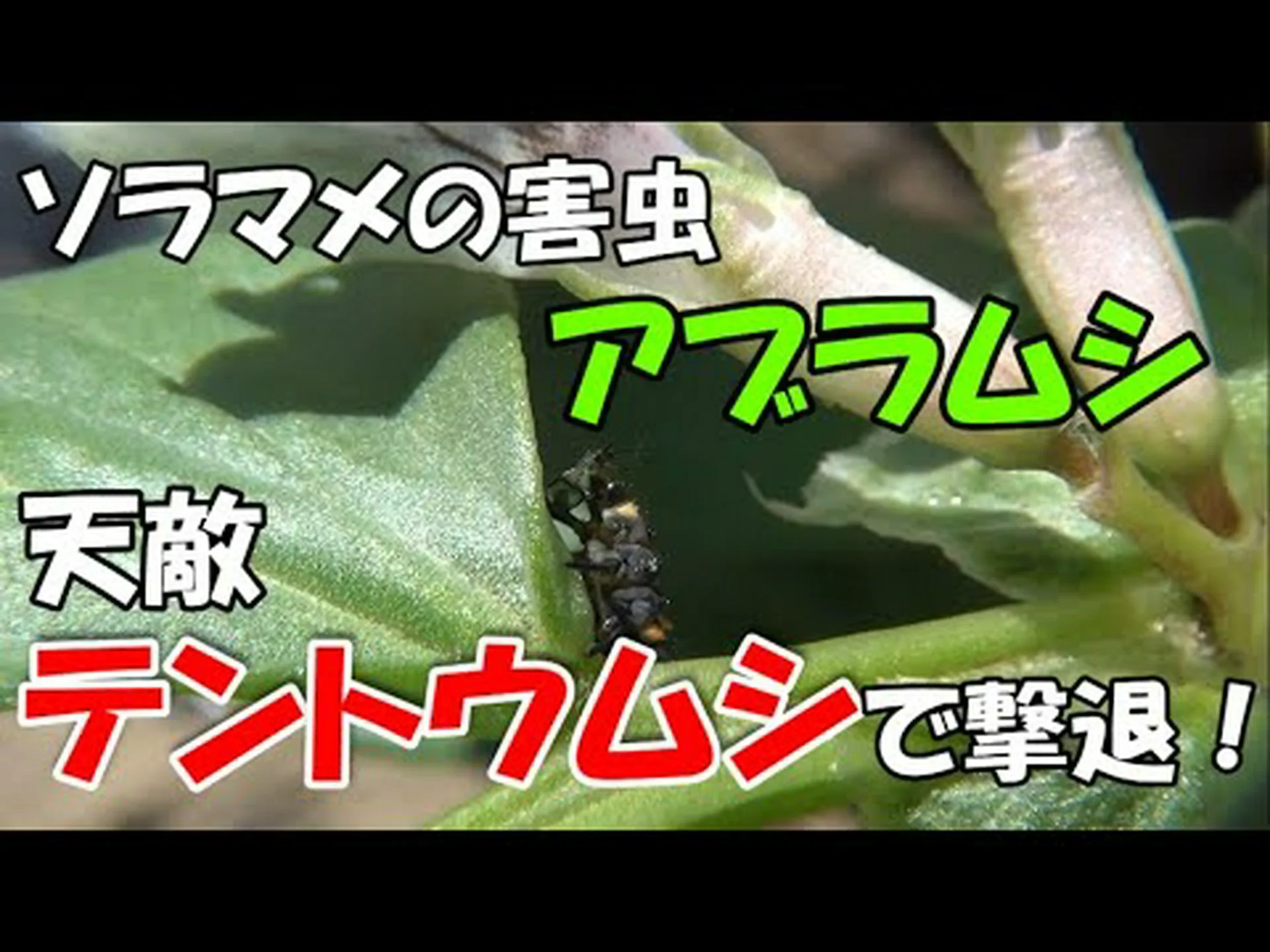 てんとう虫のエイベンズ てんとう虫のエイベンズ