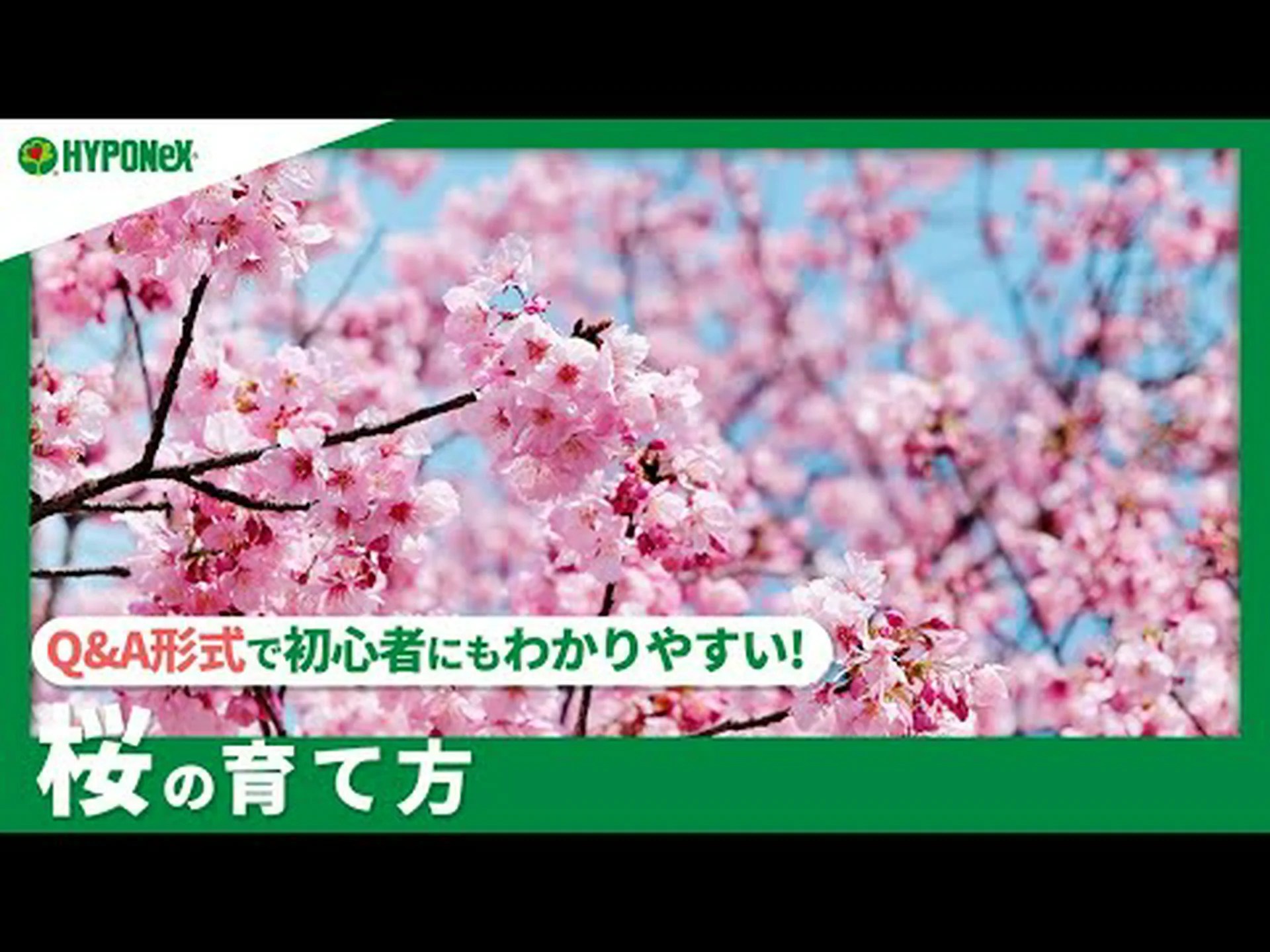 桜に関するよくある質問 桜に関するよくある質問