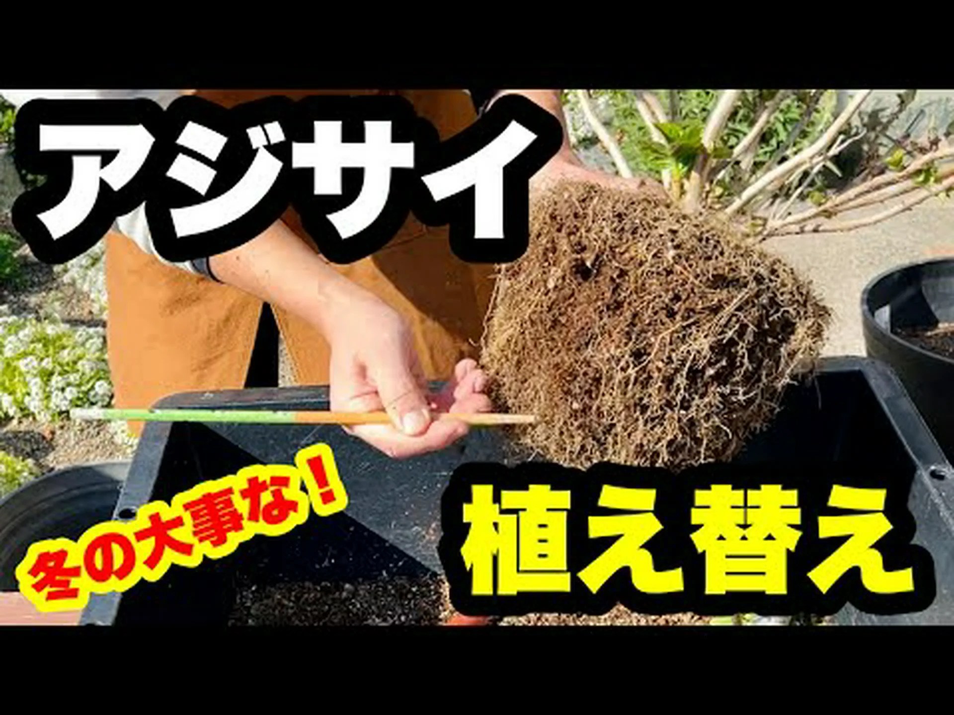 アジサイの植え方は? アジサイの植え方は?