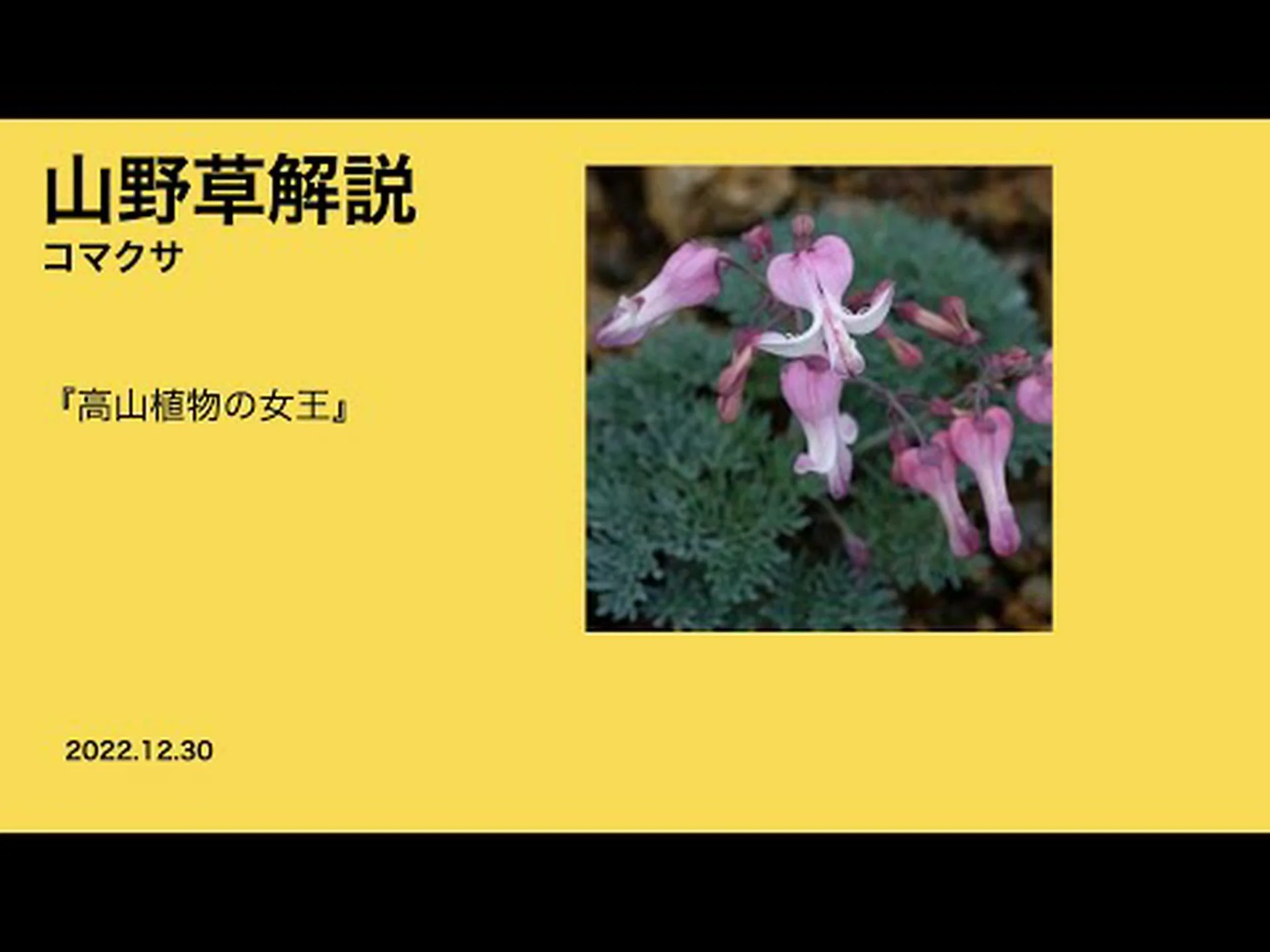 コマクサは燃えた心臓、出血した心臓 コマクサは燃えた心臓、出血した心臓