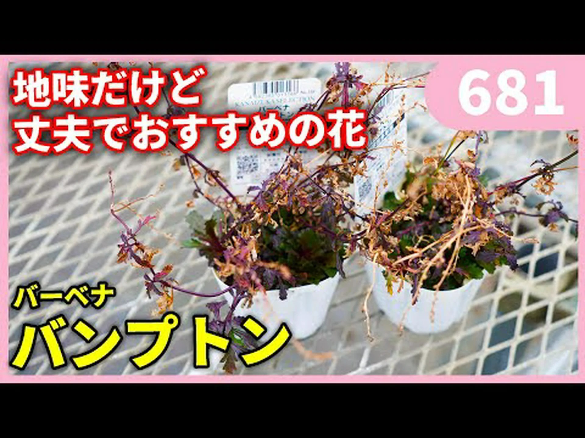 波しぶきに適応した植物 波しぶきに適応した植物