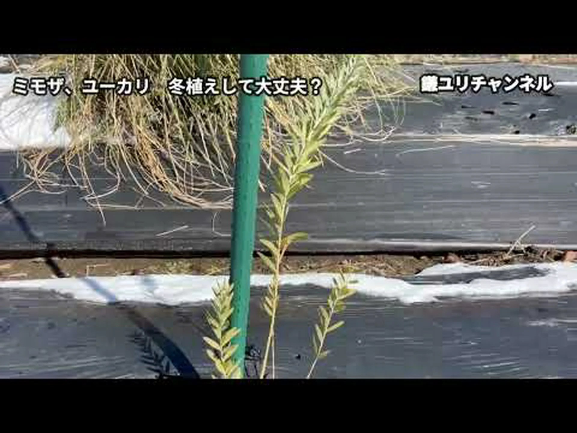 冬のミモザ 冬のミモザ