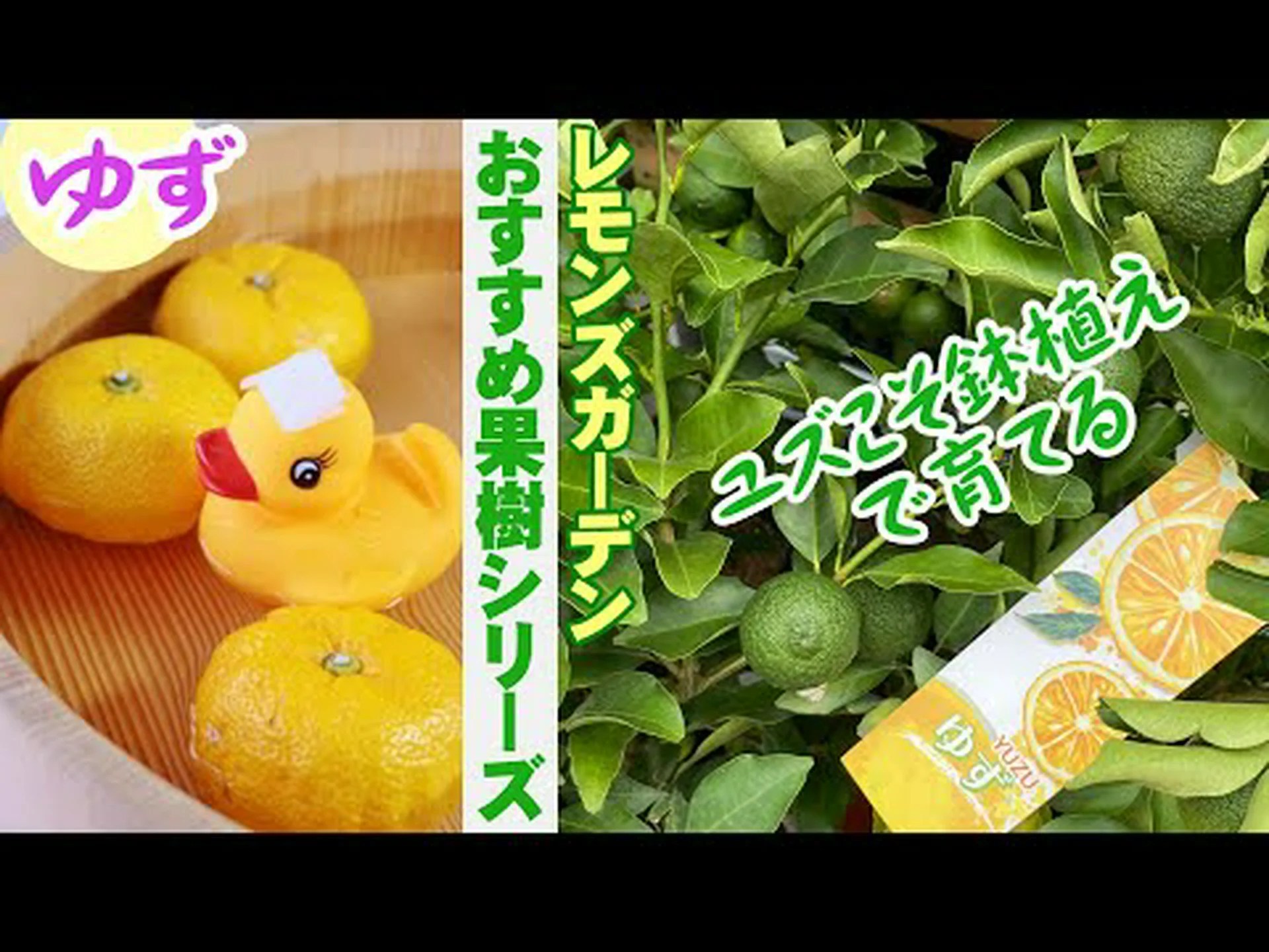 ゆず、レモン ゆず、レモン