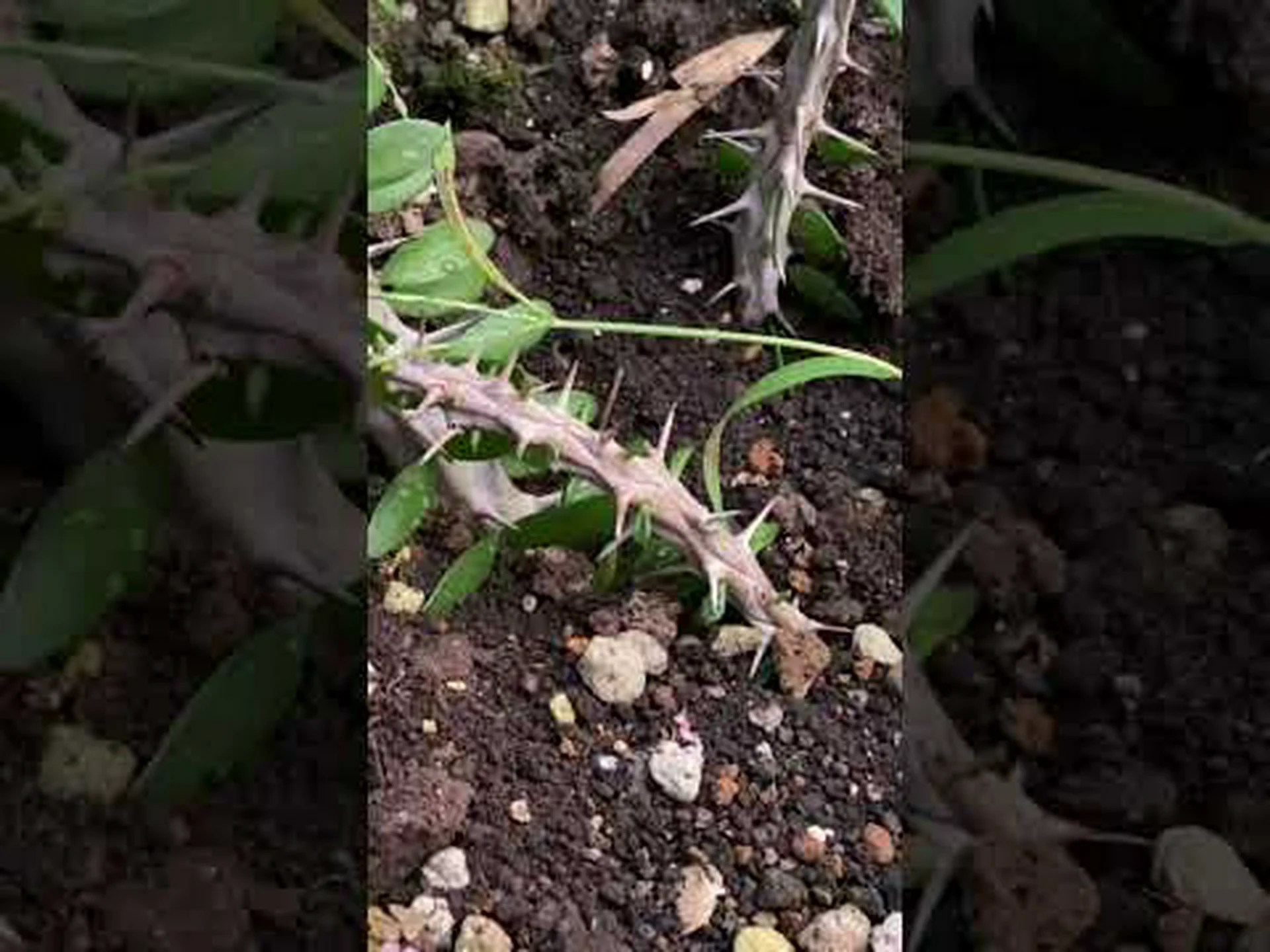 竜の木を切る 竜の木を切る