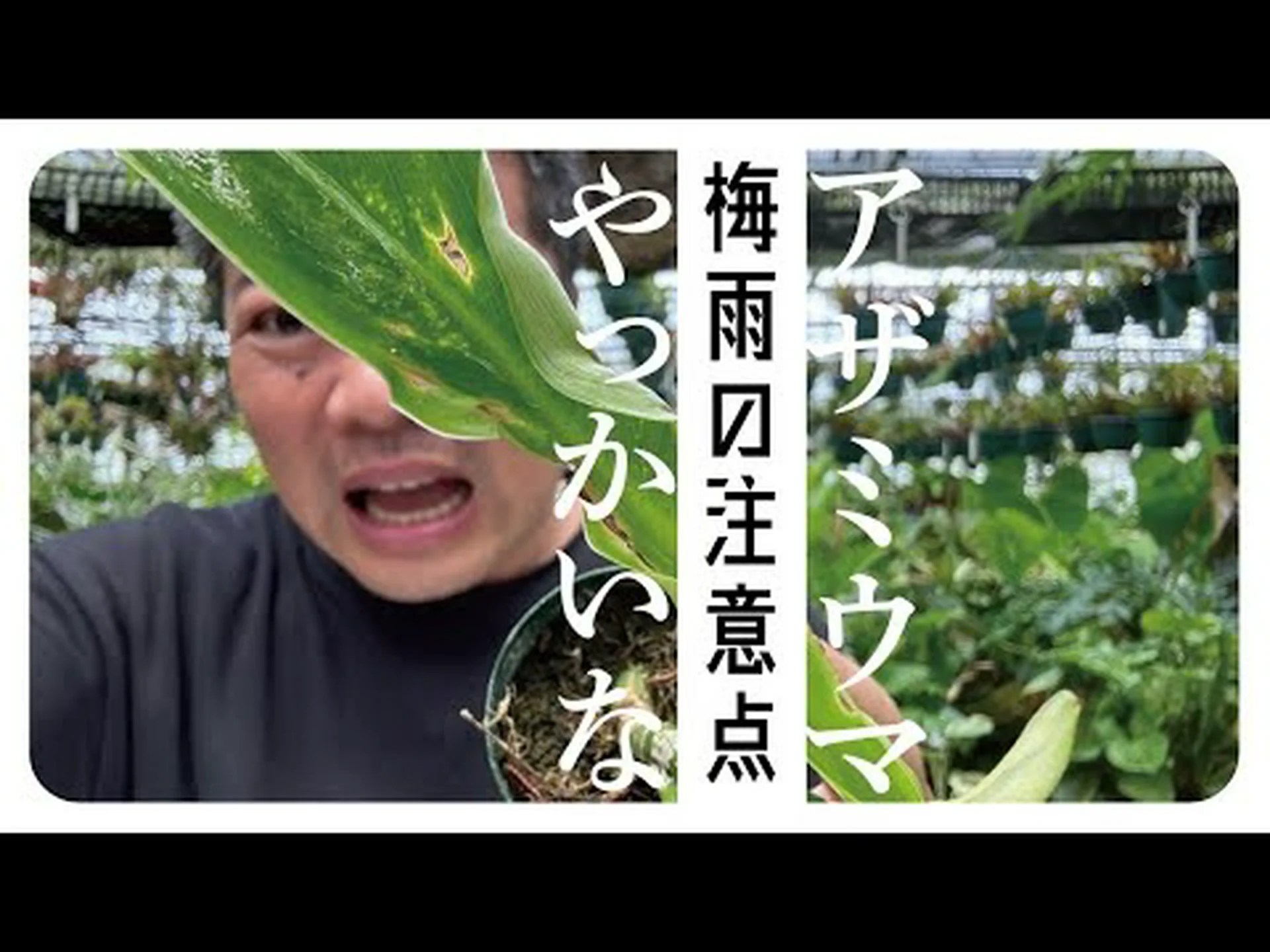観葉植物の害虫 観葉植物の害虫