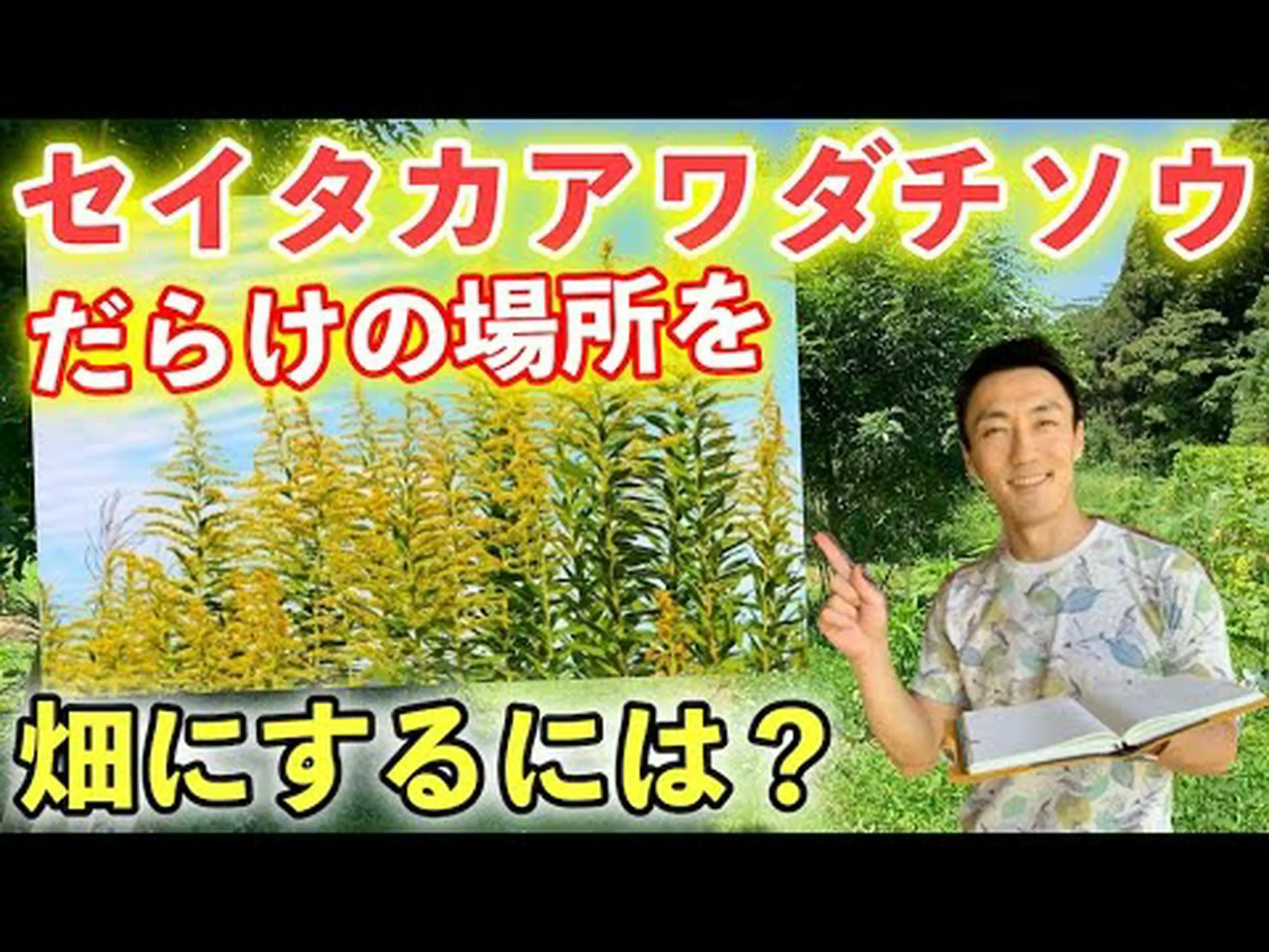 オオセイタカアワダチソウ、オオアキノキリンソウ、オオセイタカアワダチソウ オオセイタカアワダチソウ、オオアキノキリンソウ、オオセイタカアワダチソウ