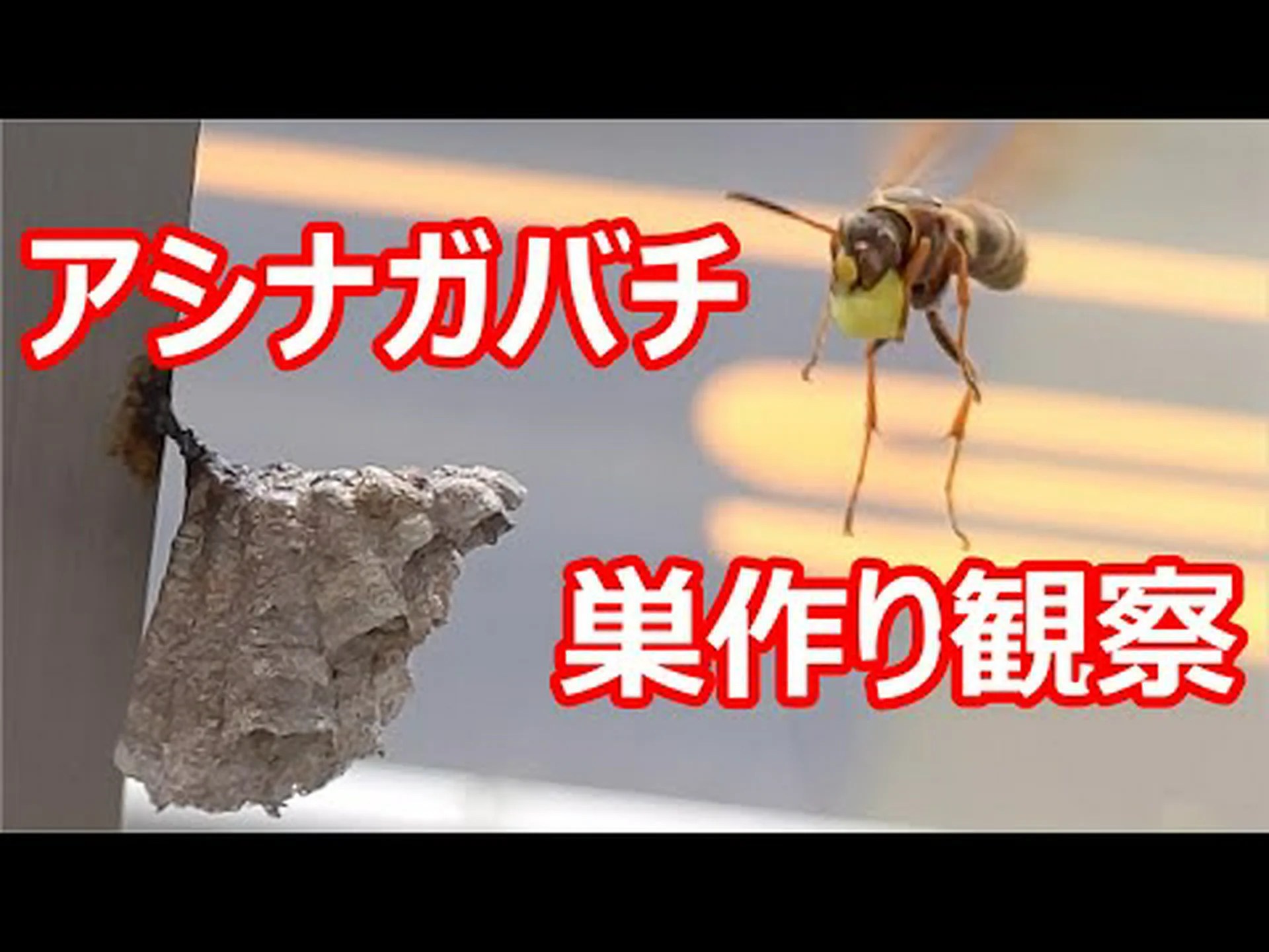 巣の一生 巣の一生