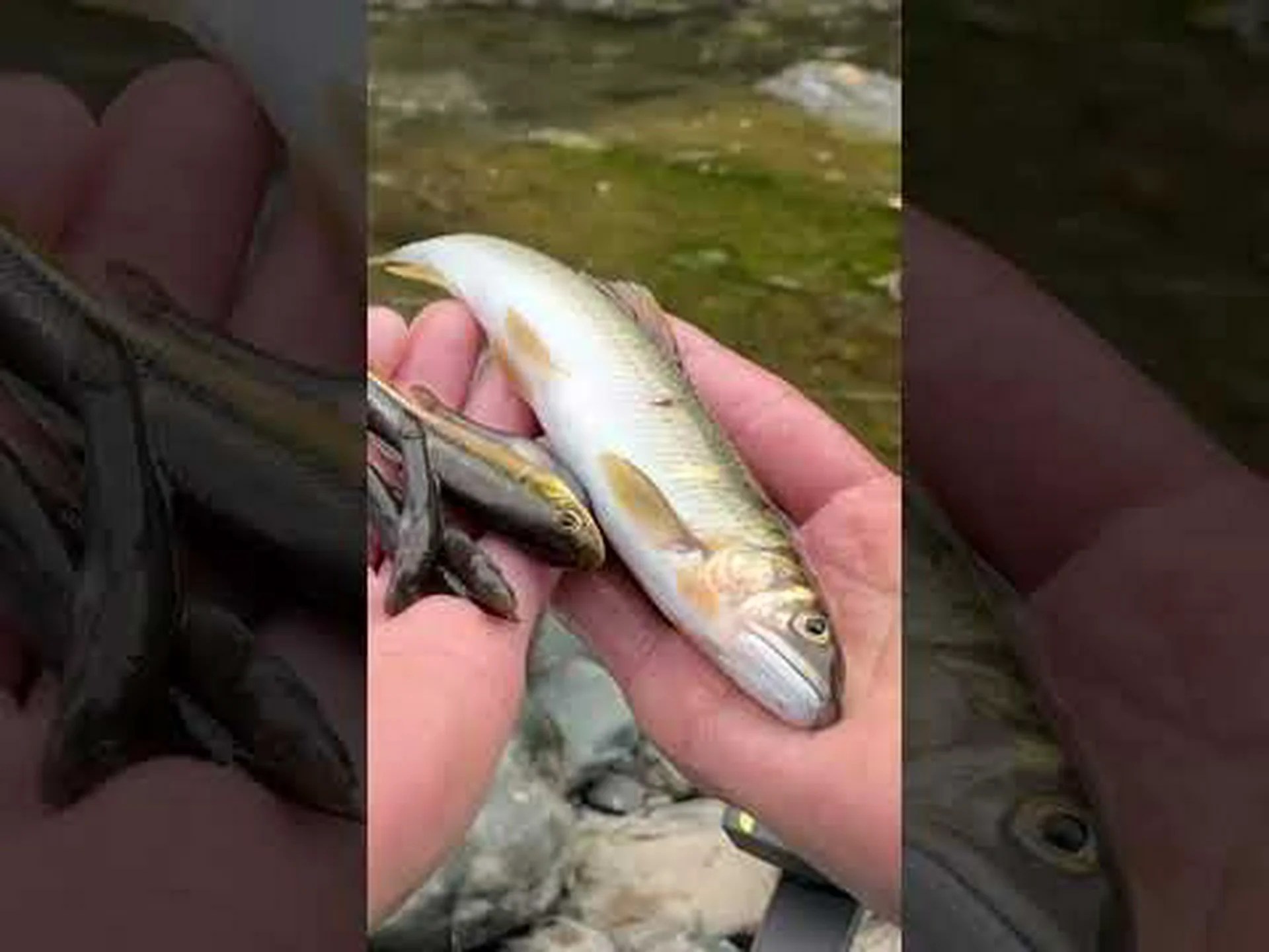 サクラバエに対する罠 サクラバエに対する罠