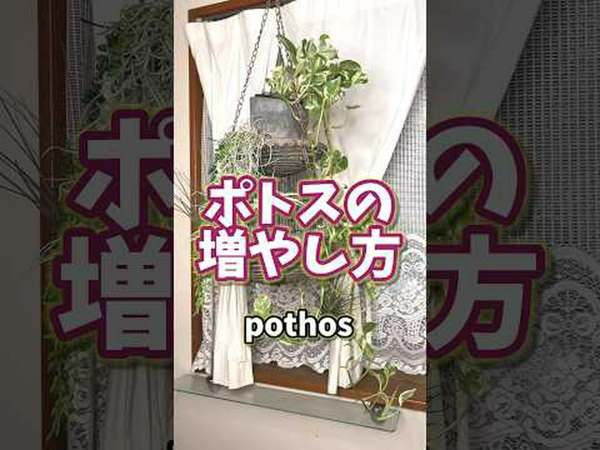 悪魔のツタ、ポトス 悪魔のツタ、ポトス