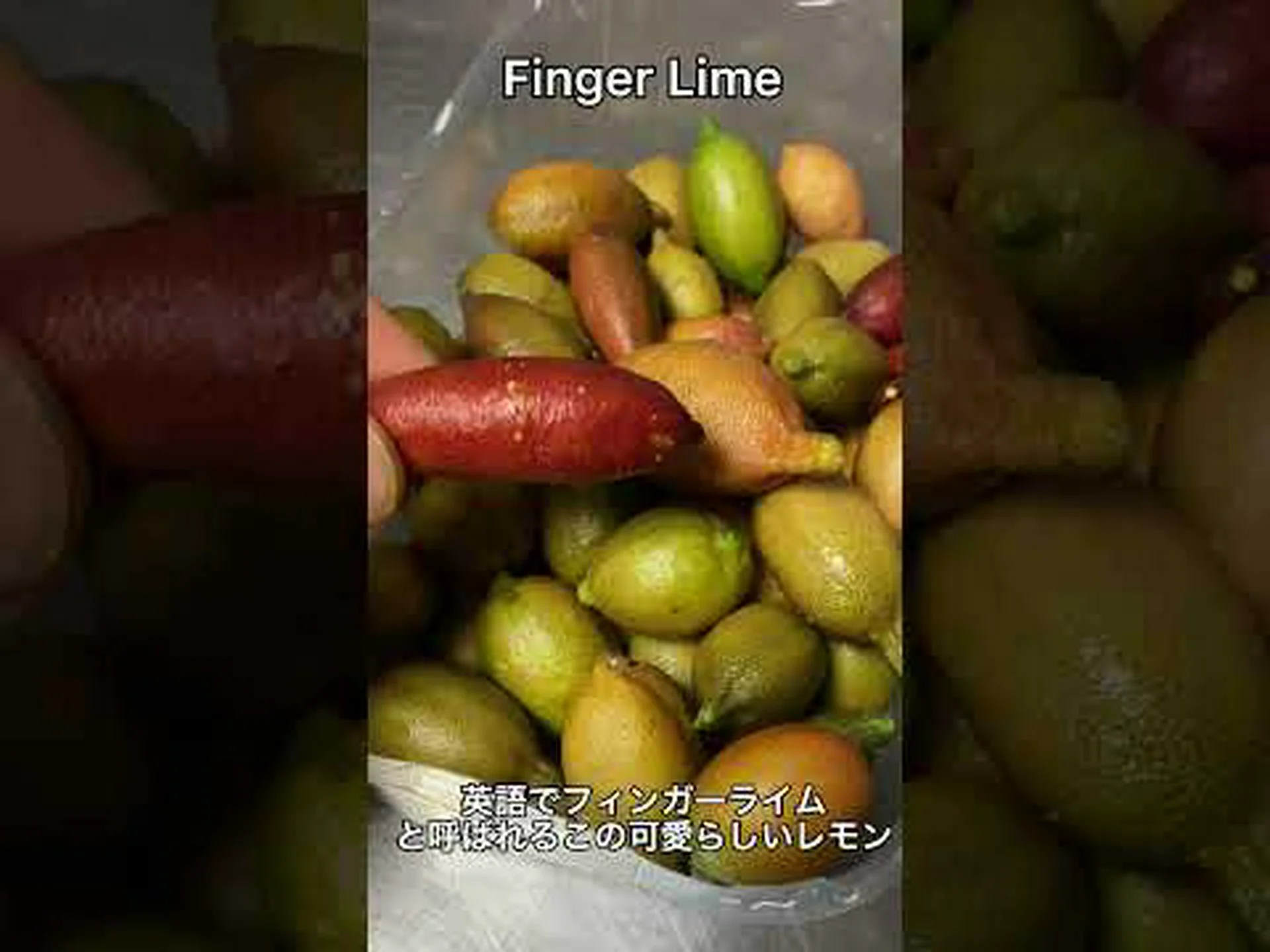 レモンキャビア、フィンガーレモン、マイクロシトラス レモンキャビア、フィンガーレモン、マイクロシトラス