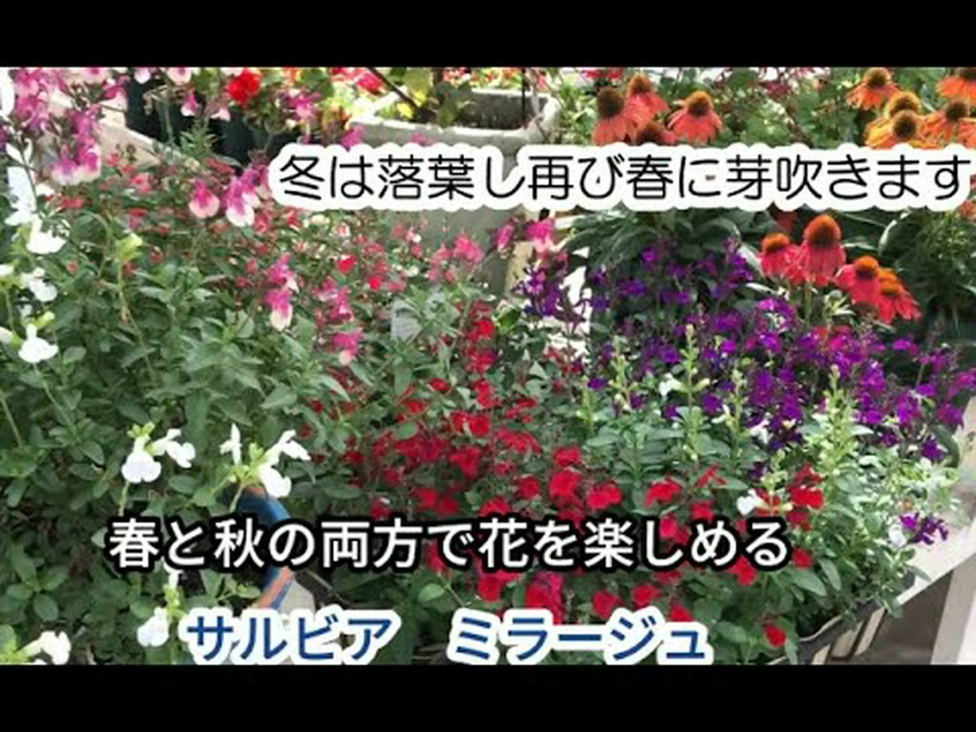 紫アフリカアザミ、紫ベルヘヤ 紫アフリカアザミ、紫ベルヘヤ