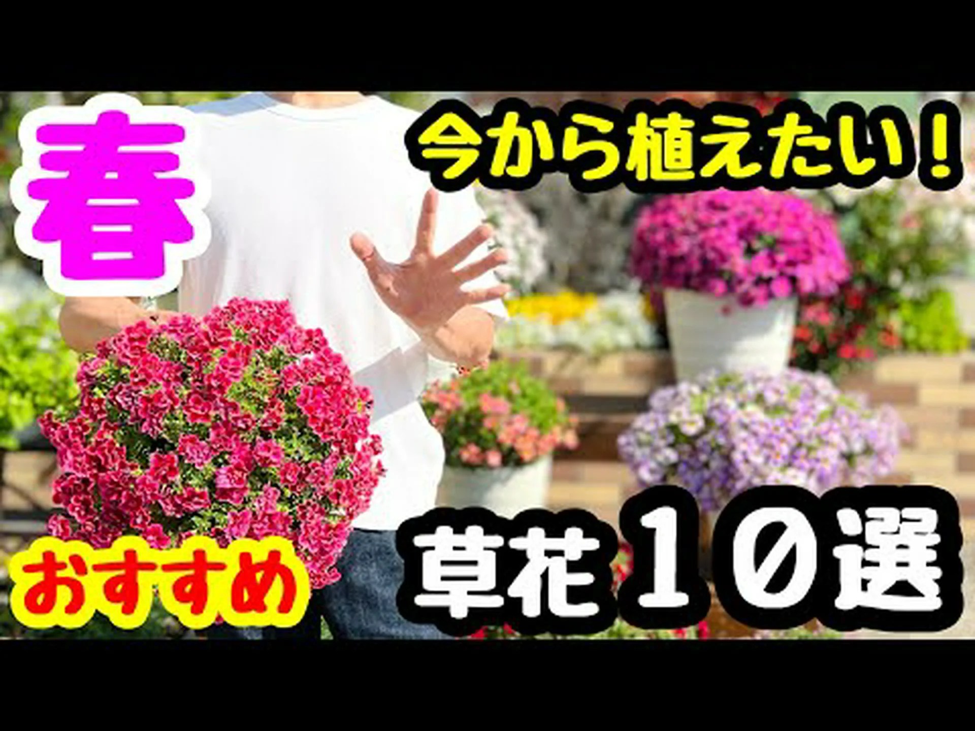 育てやすい花壇植物10選 育てやすい花壇植物10選