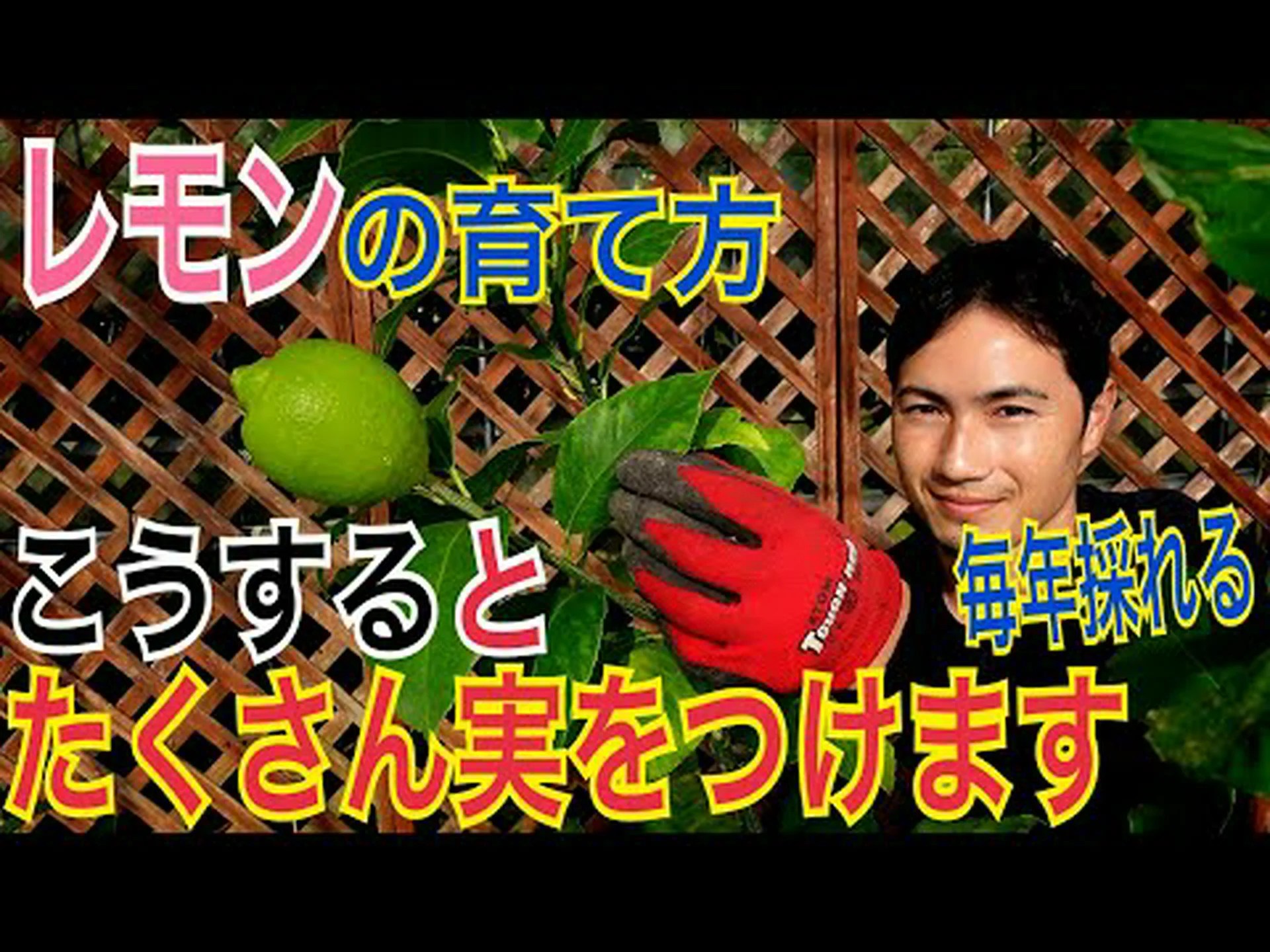 四季のレモンの木 四季のレモンの木