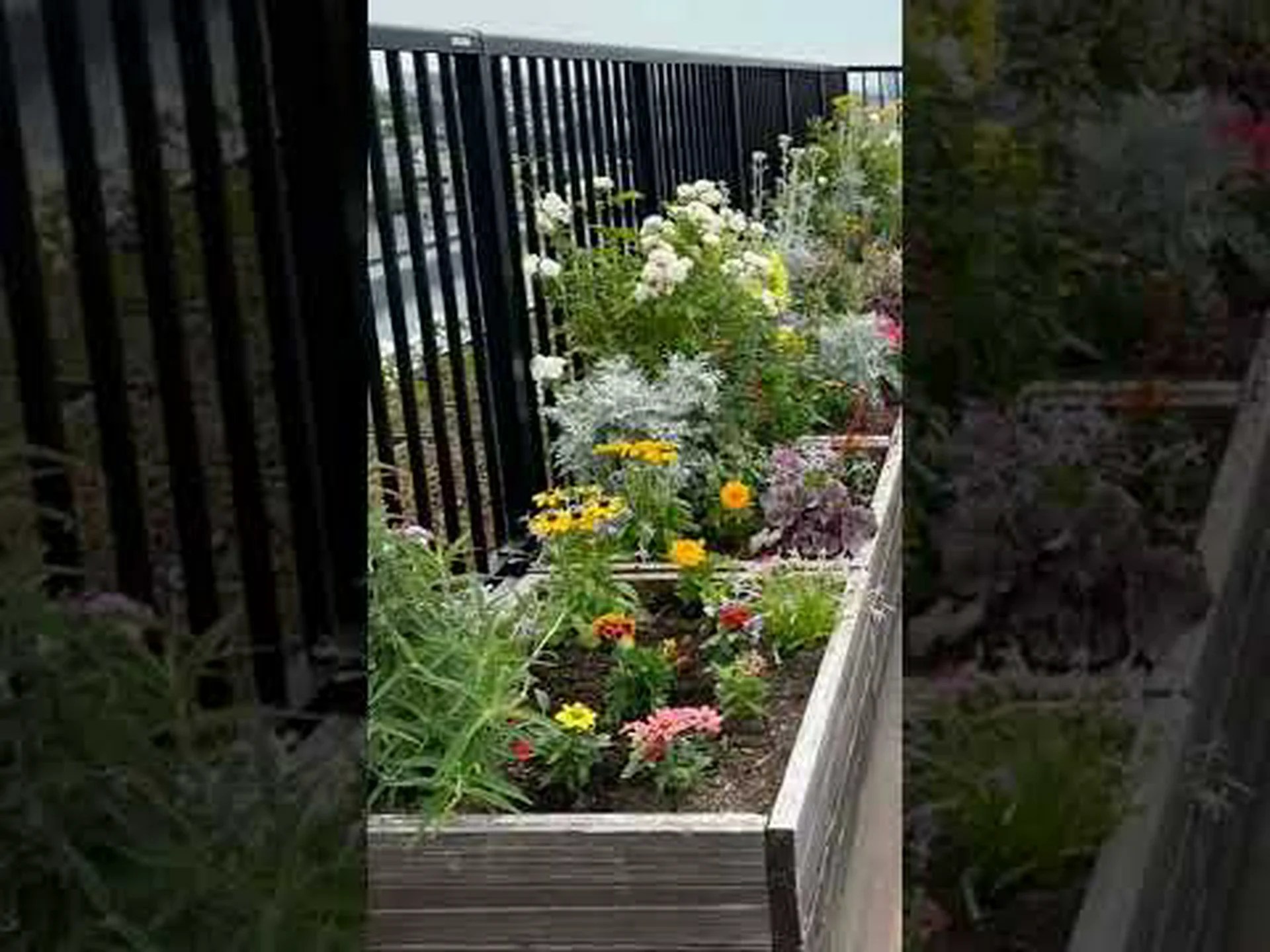 マルタ十字 マルタ十字