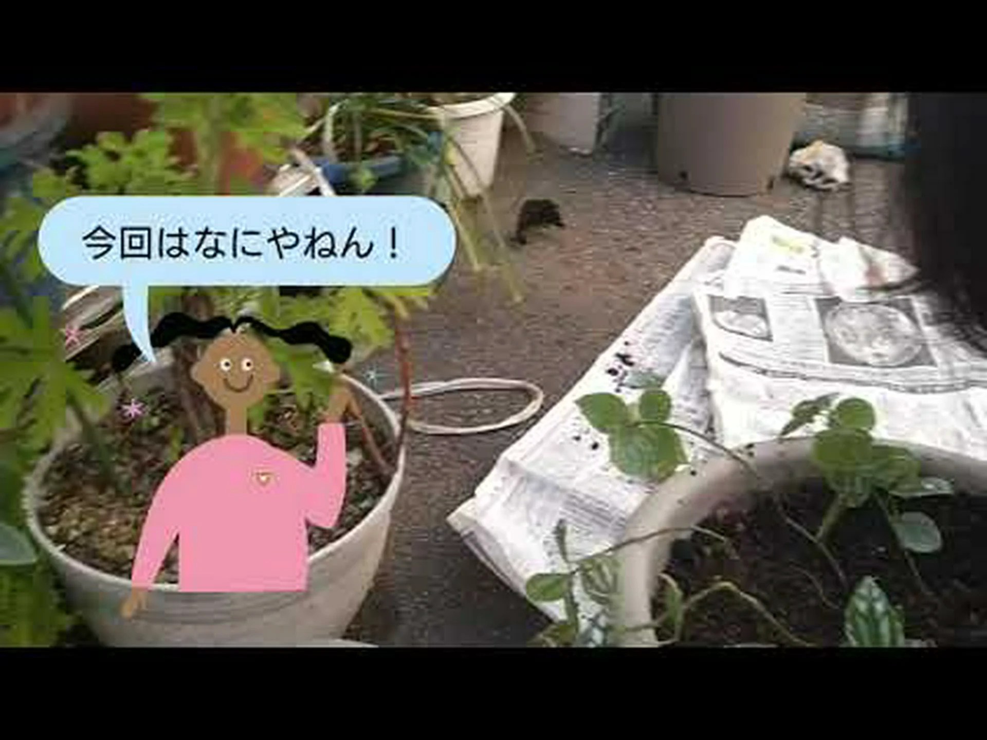 ブルースピレア、ブルービアード ブルースピレア、ブルービアード