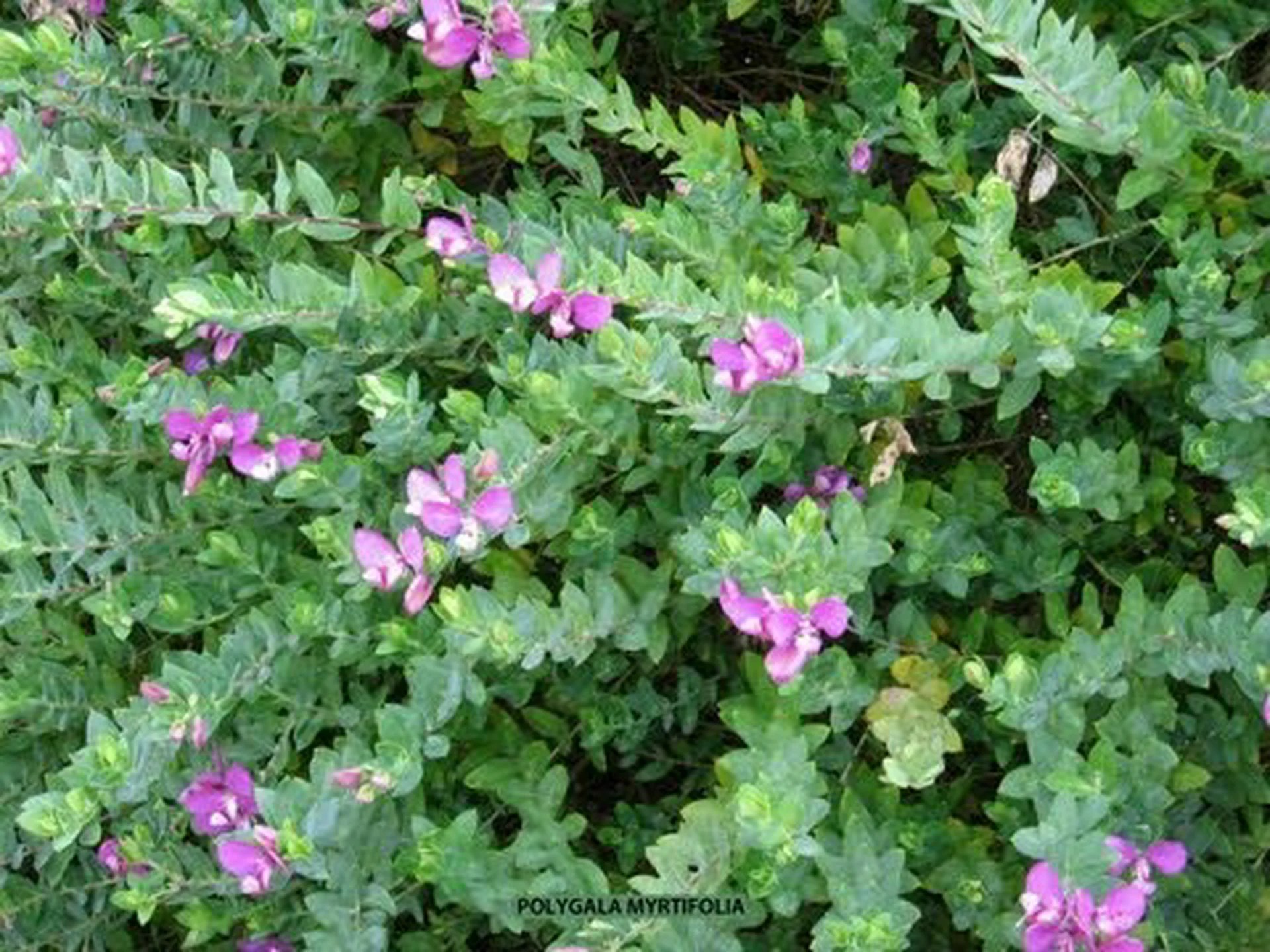 ギンバイカの葉のミルクワート、Polygala myrtifolia ギンバイカの葉のミルクワート、Polygala myrtifolia