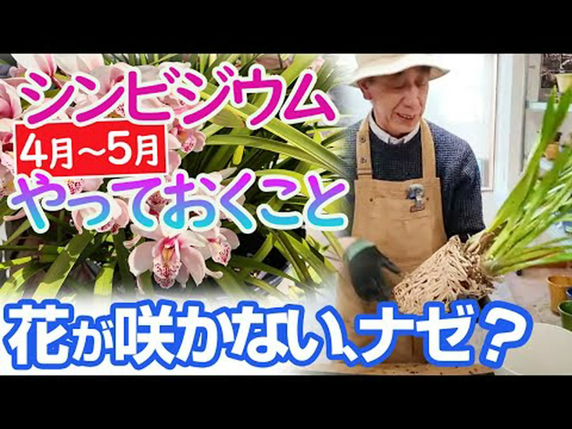 シンビジウムに関するよくある質問 シンビジウムに関するよくある質問