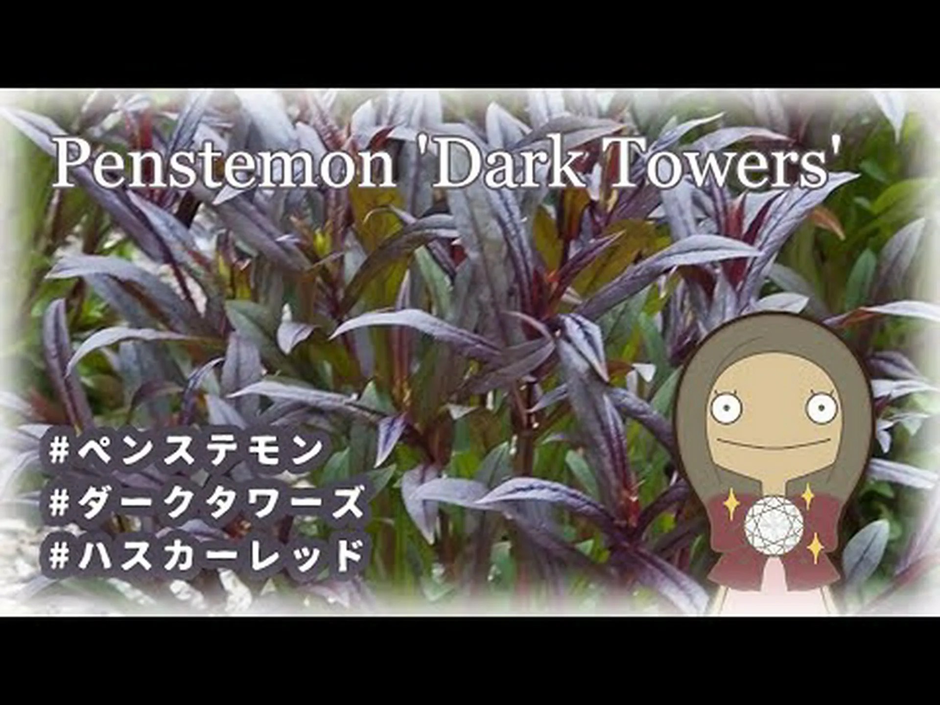 ペンステモン ペンステモン