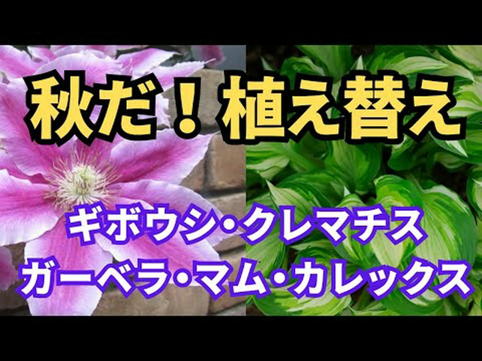 植え替え 植え替え