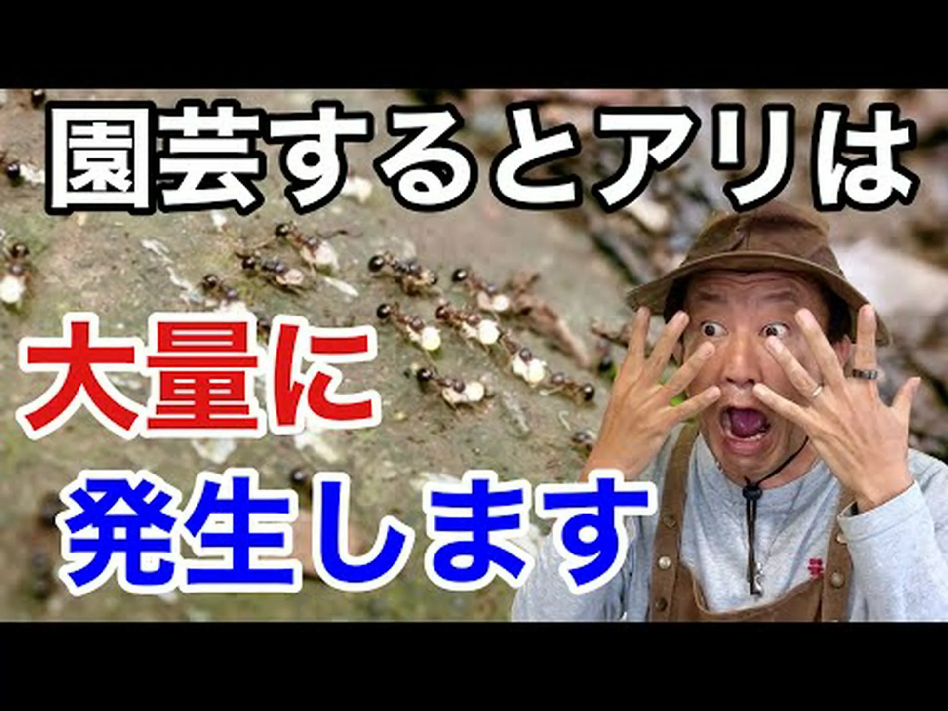 シロアリ シロアリ