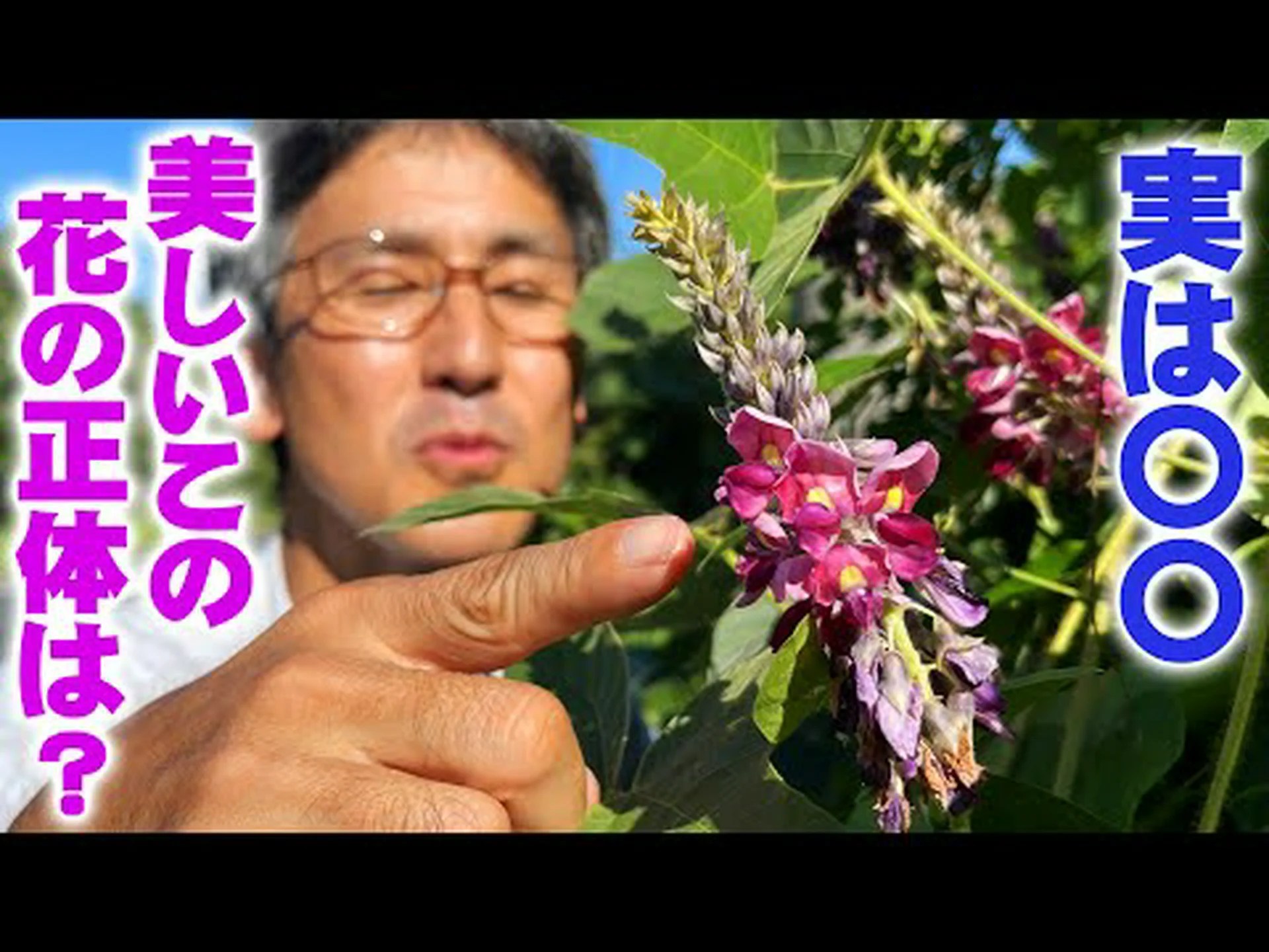 カナダの連帯、カナダのアキノキリンソウ カナダの連帯、カナダのアキノキリンソウ