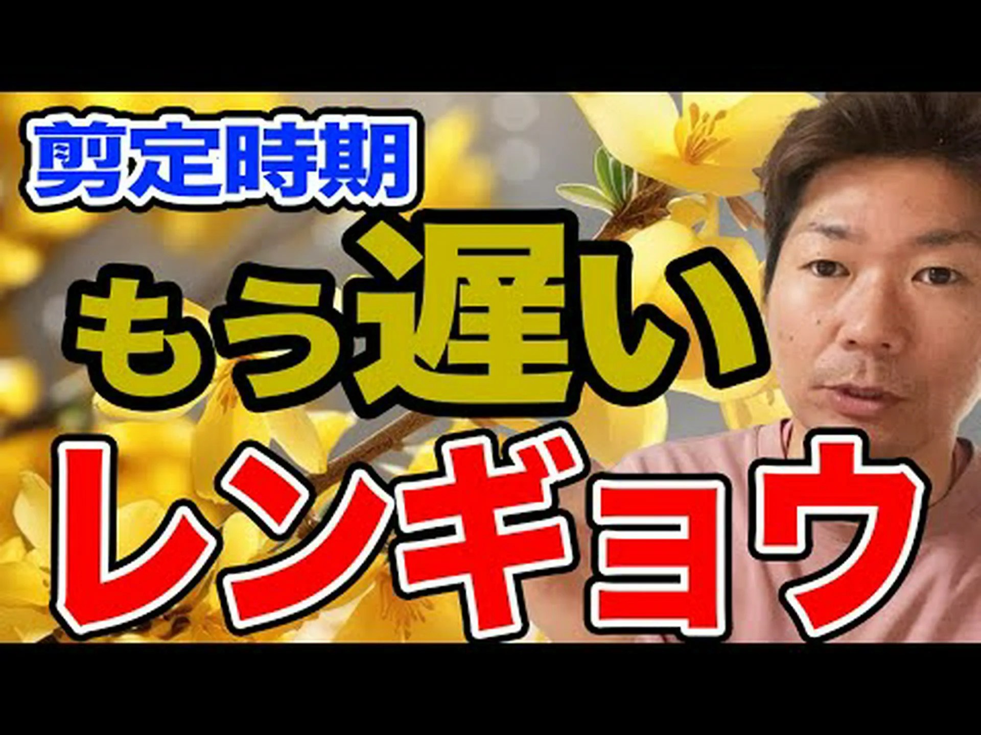 しだれレンギョウ しだれレンギョウ