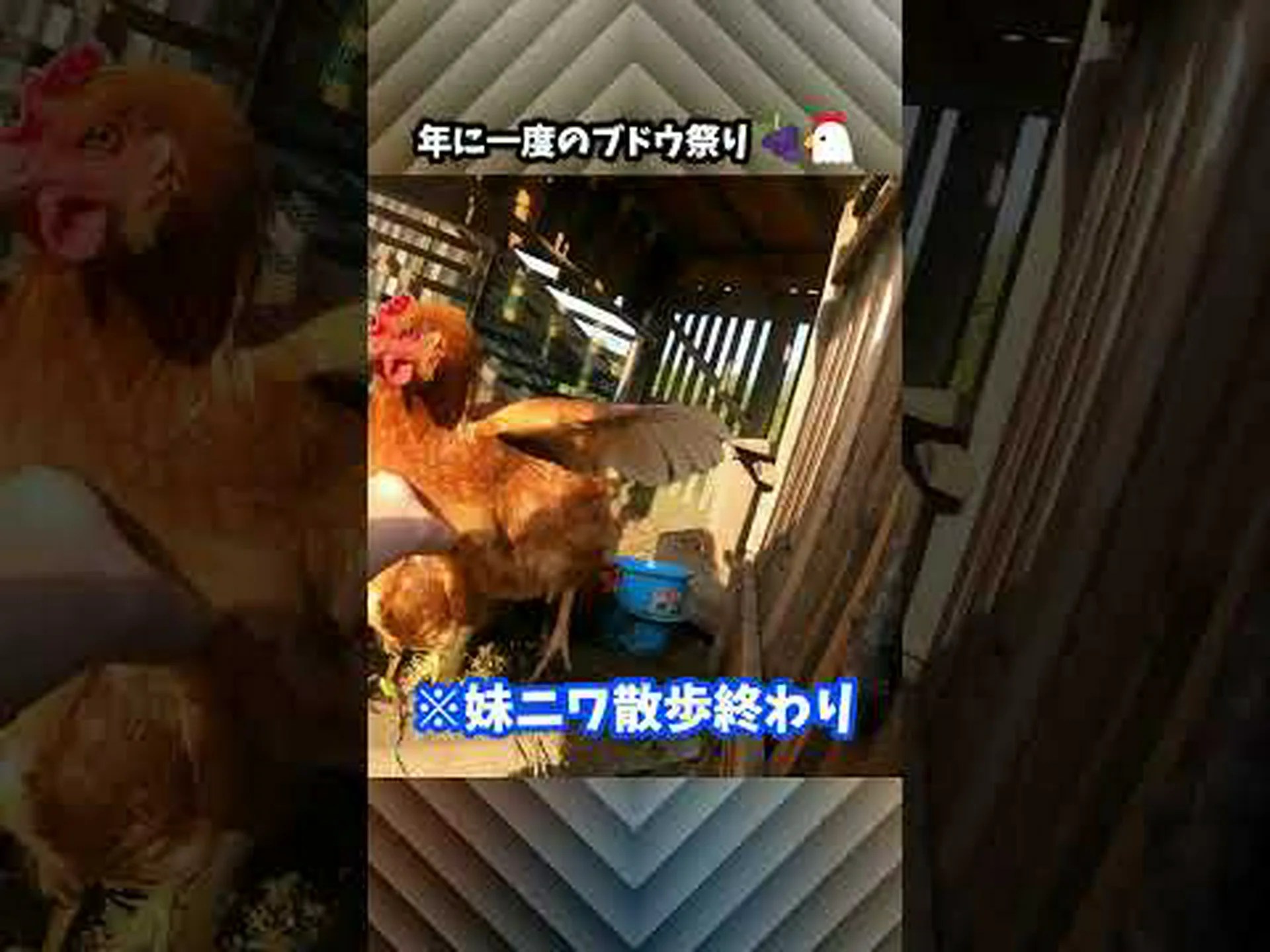 子羊の四分の一、白いアネリン、太った鶏、ドラゲリン、セヌース、ブドウ収穫者の草 子羊の四分の一、白いアネリン、太った鶏、ドラゲリン、セヌース、ブドウ収穫者の草