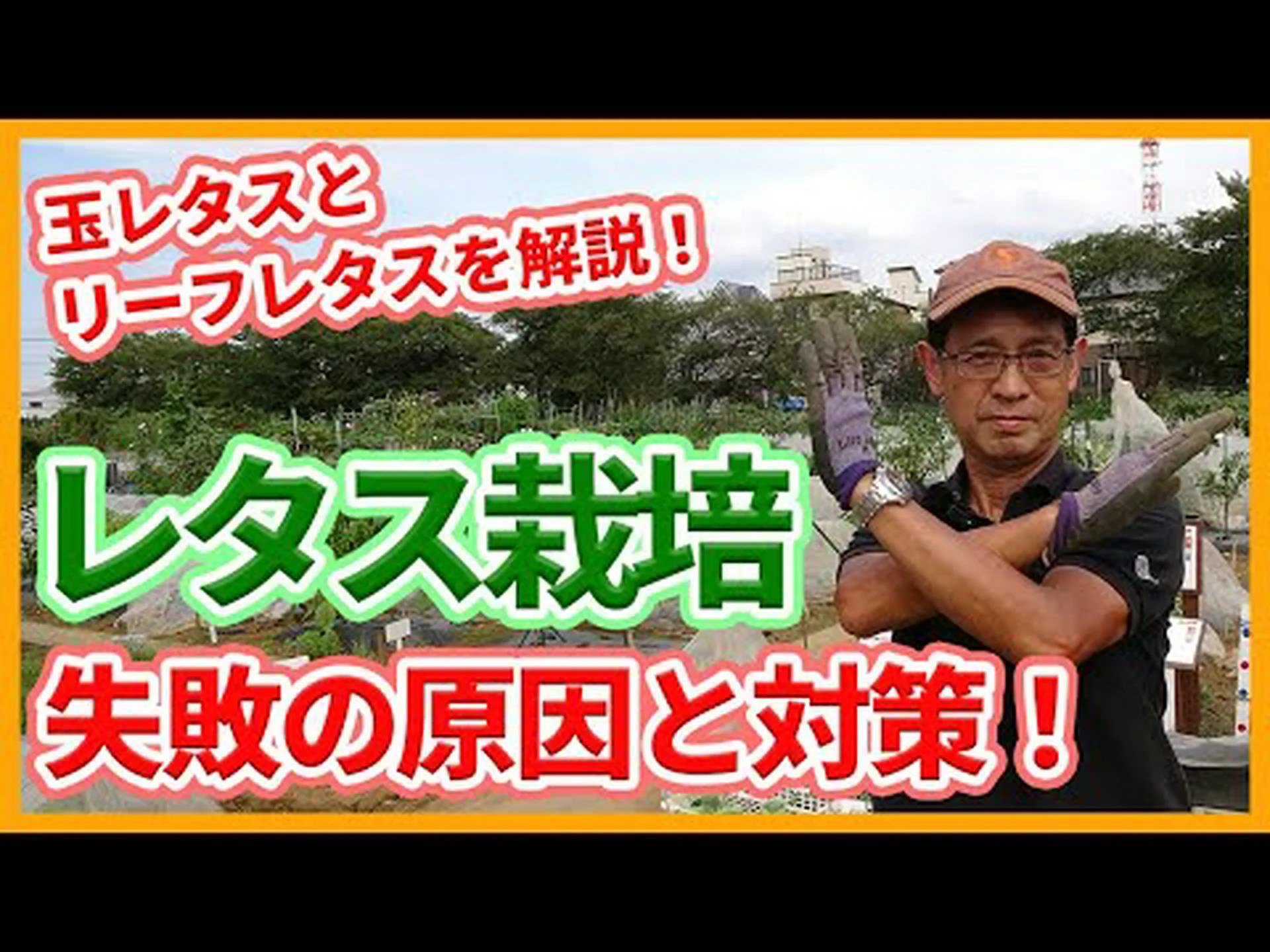 ファウルレタス、ワイルドレタス、ファウルレタス ファウルレタス、ワイルドレタス、ファウルレタス