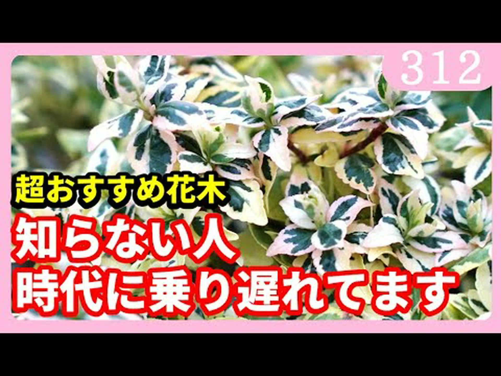 アベリア アベリア