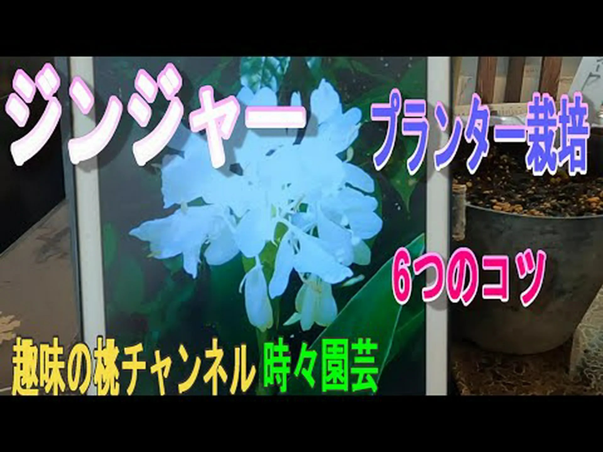 バタフライジンジャー、マリポーサ、ホワイトジンジャー バタフライジンジャー、マリポーサ、ホワイトジンジャー