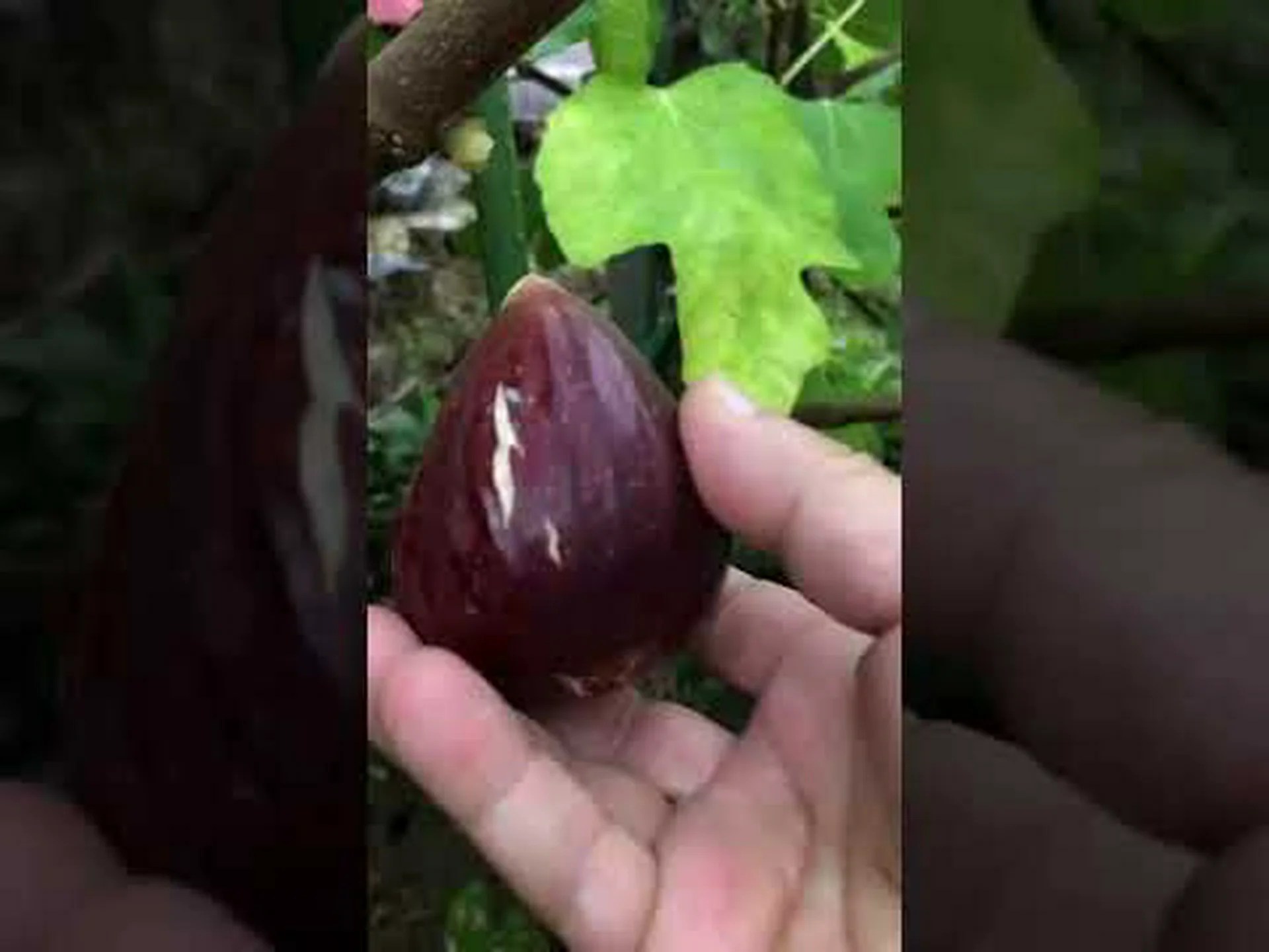 忍び寄るイチジク、ドワーフイチジク、忍び寄るイチジク 忍び寄るイチジク、ドワーフイチジク、忍び寄るイチジク