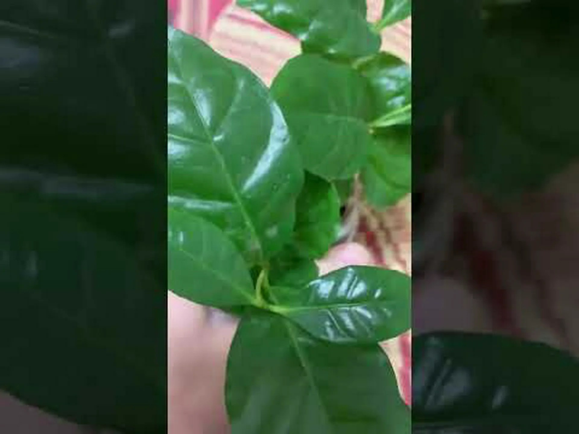 アラリア偽コーヒーの木 アラリア偽コーヒーの木