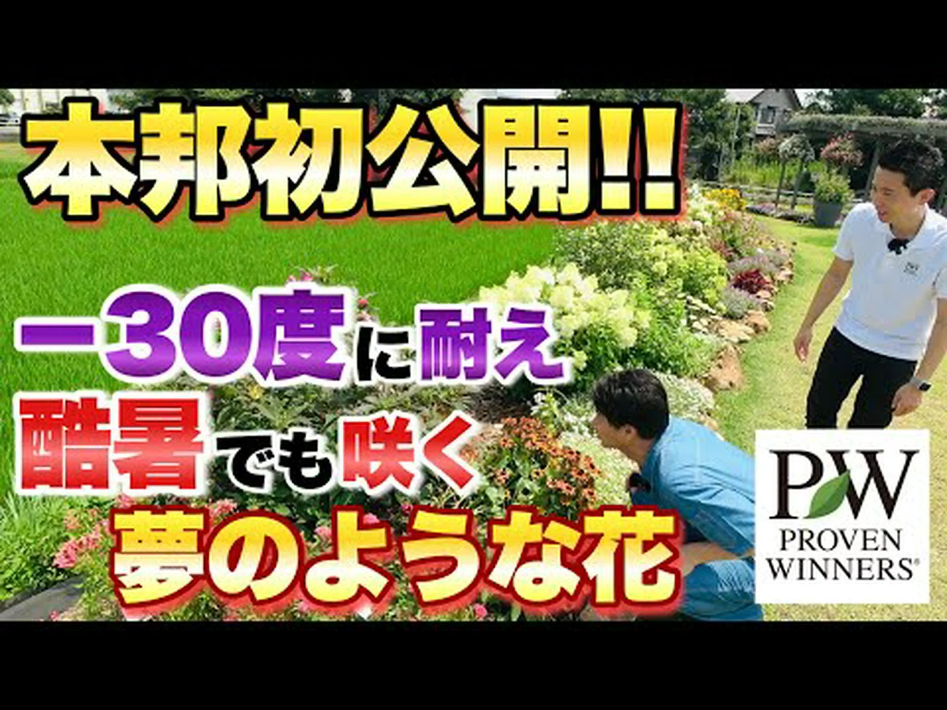 ハワイアン パーム、リマーカブル ブリガミア、ブリガム パーム ハワイアン パーム、リマーカブル ブリガミア、ブリガム パーム