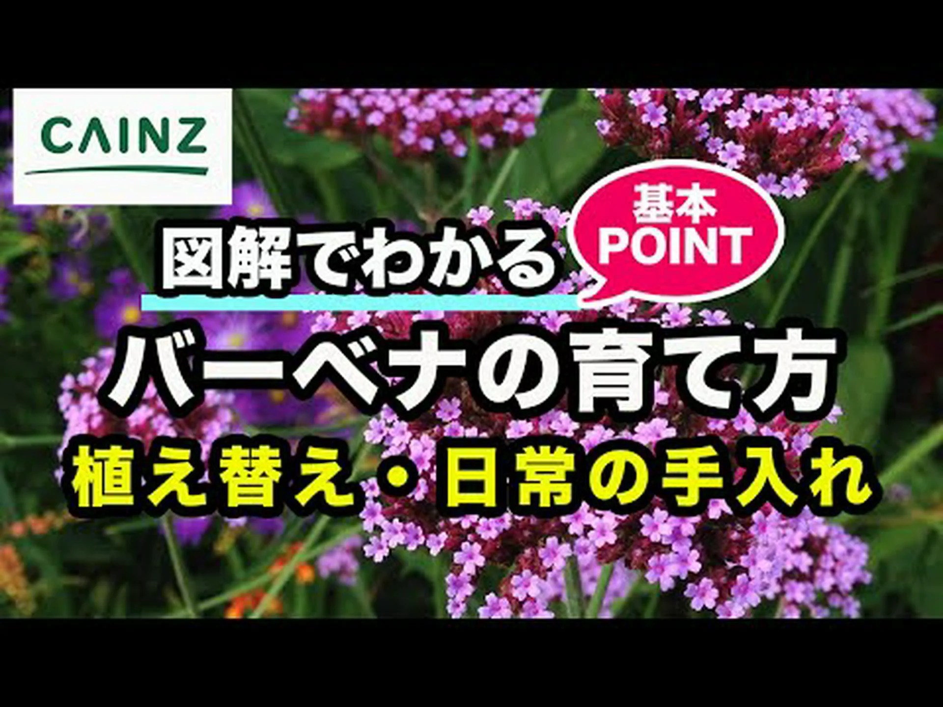 ブエノスアイレス産のバーベナ ブエノスアイレス産のバーベナ