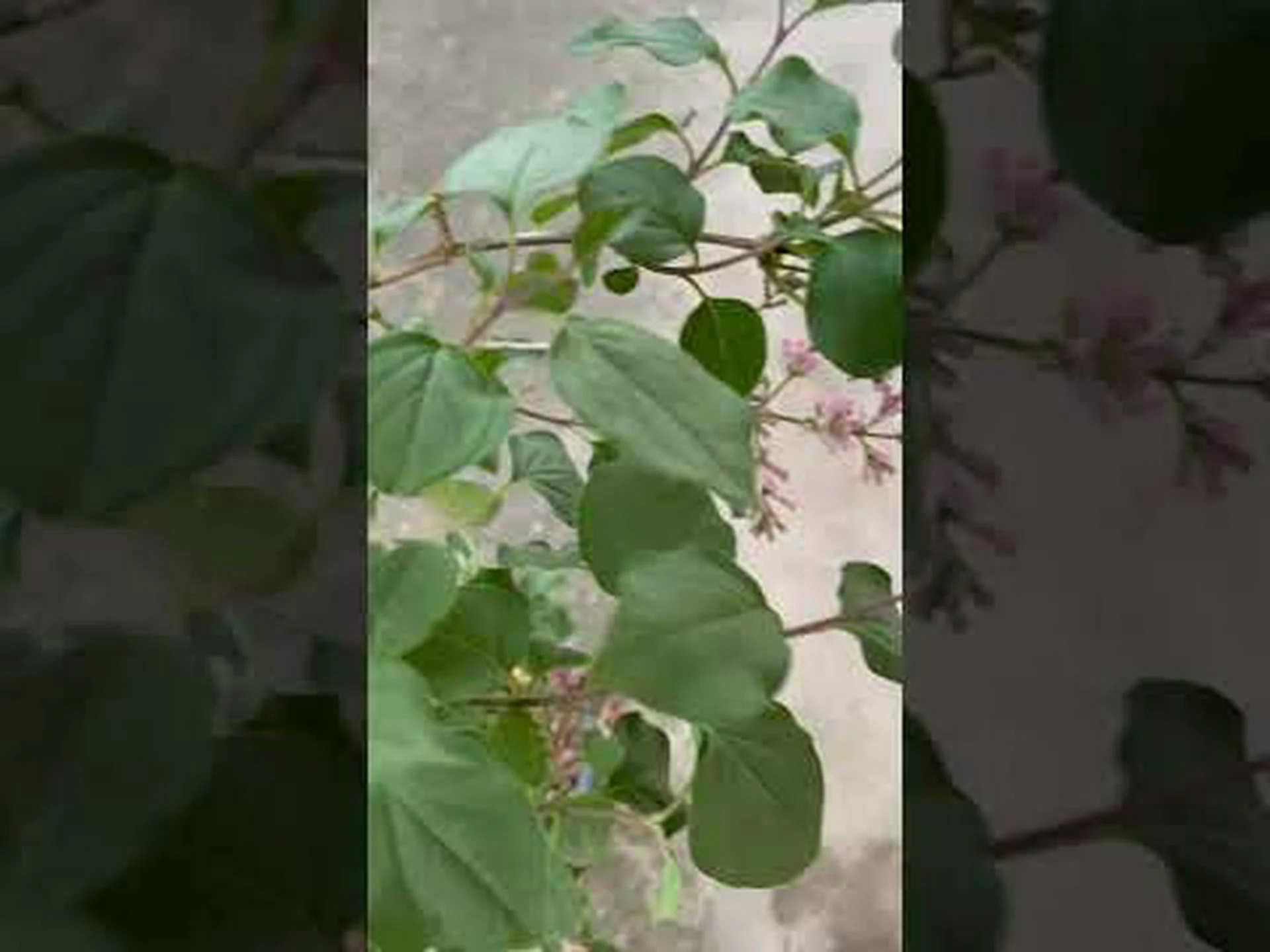 一般的なライラック 一般的なライラック