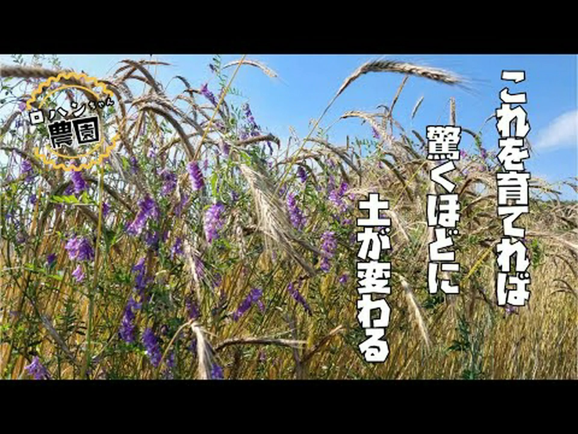 マメ科植物が土壌を救う マメ科植物が土壌を救う