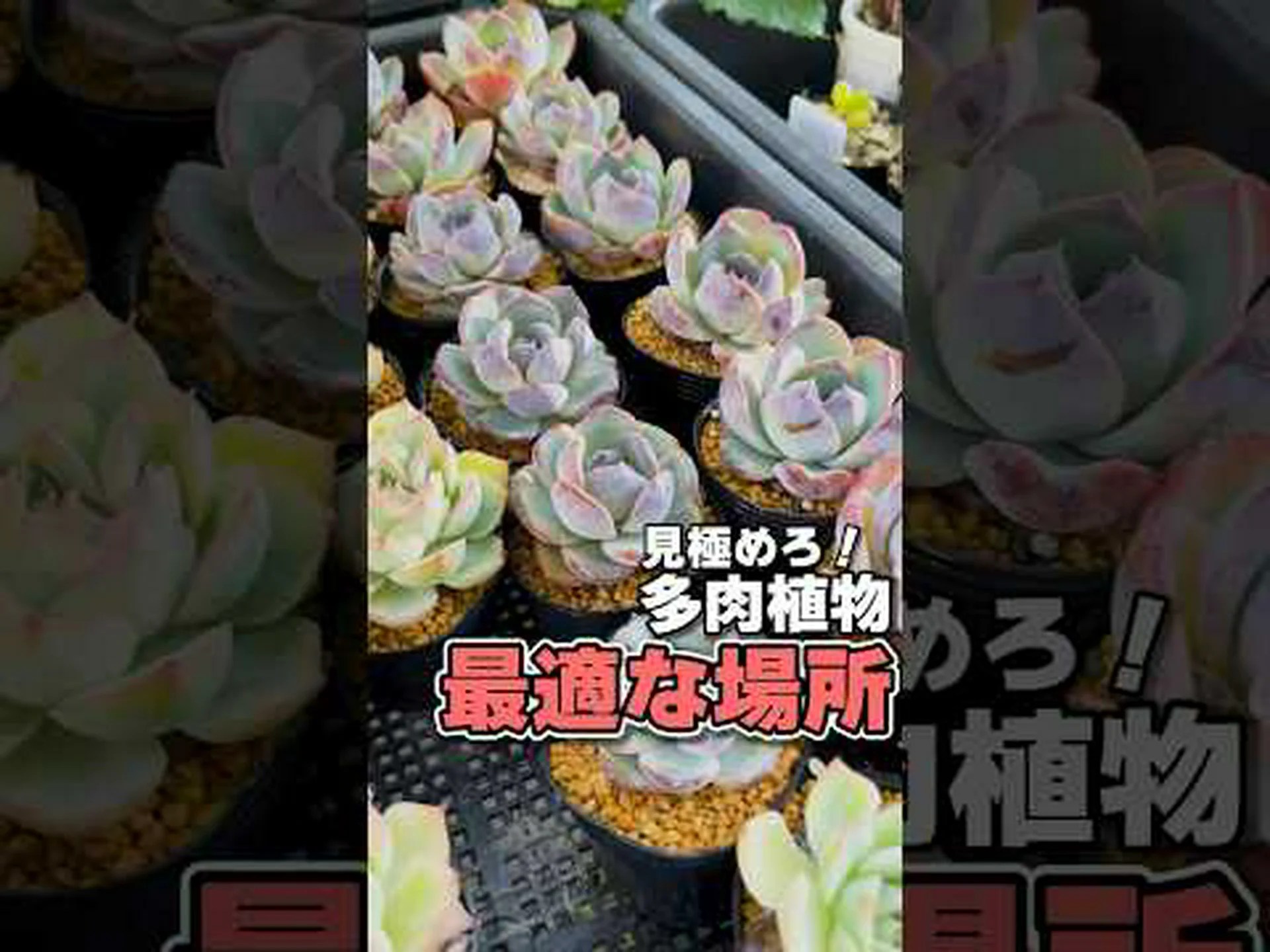 シルキーエケベリア シルキーエケベリア