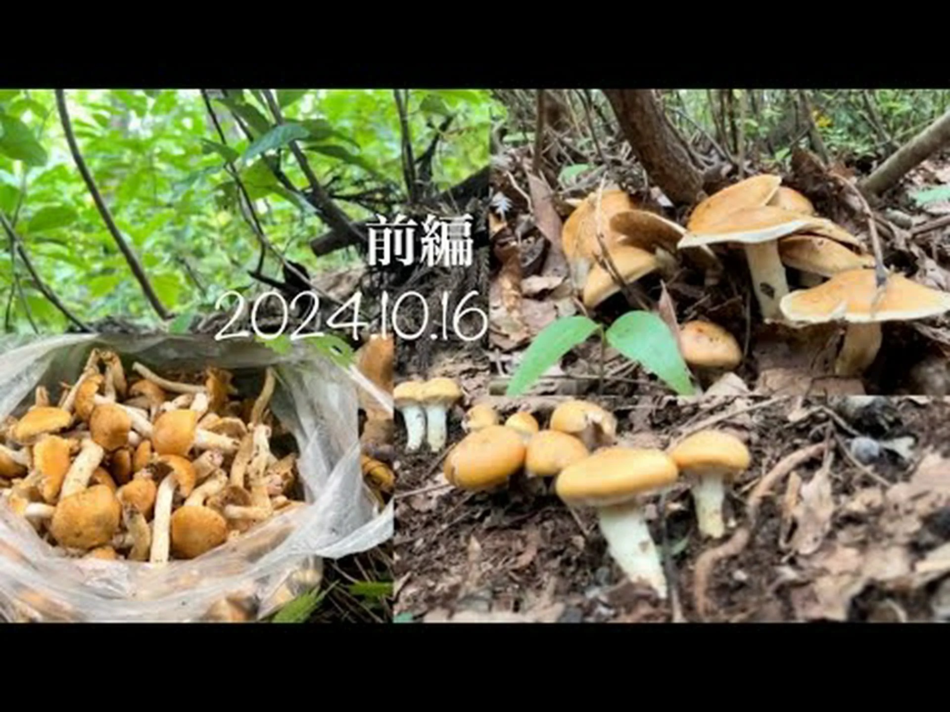 キノコ、アンズタケ、アンズタケ キノコ、アンズタケ、アンズタケ