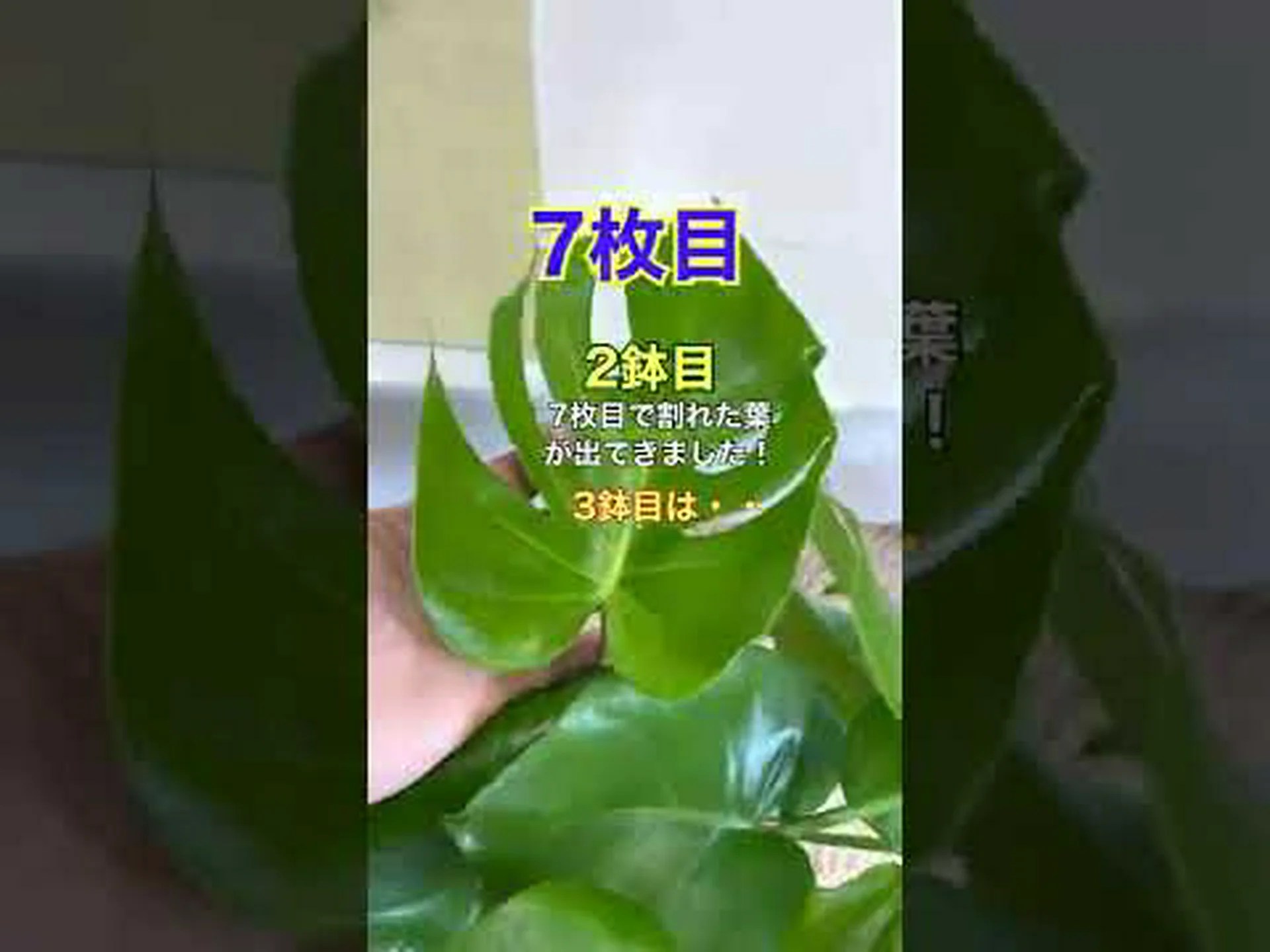 ハート葉球状、ハート葉球状、ヴーヴセ ハート葉球状、ハート葉球状、ヴーヴセ