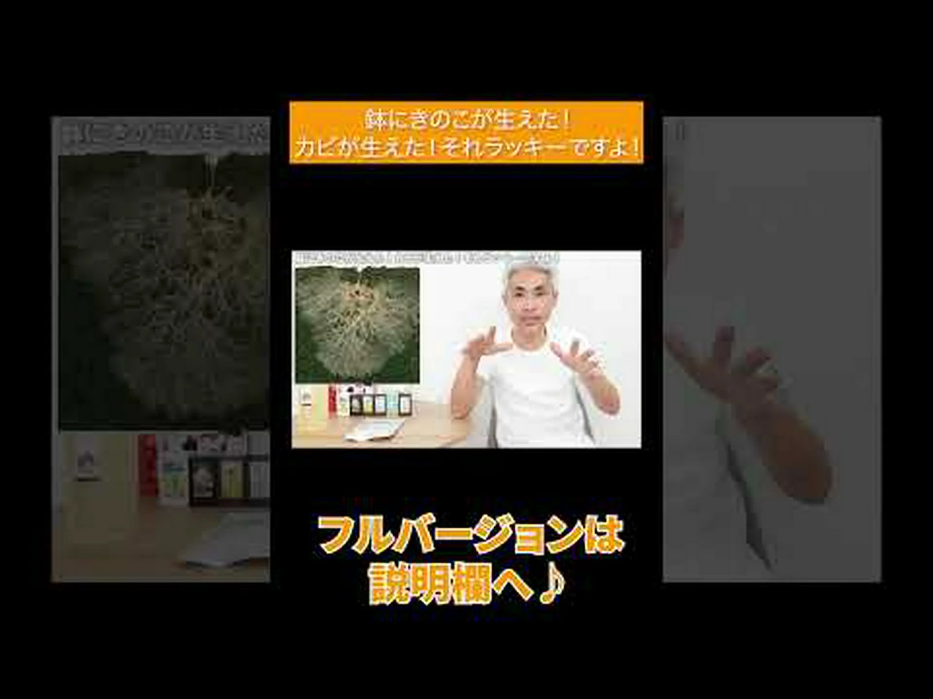 キノコと火 キノコと火