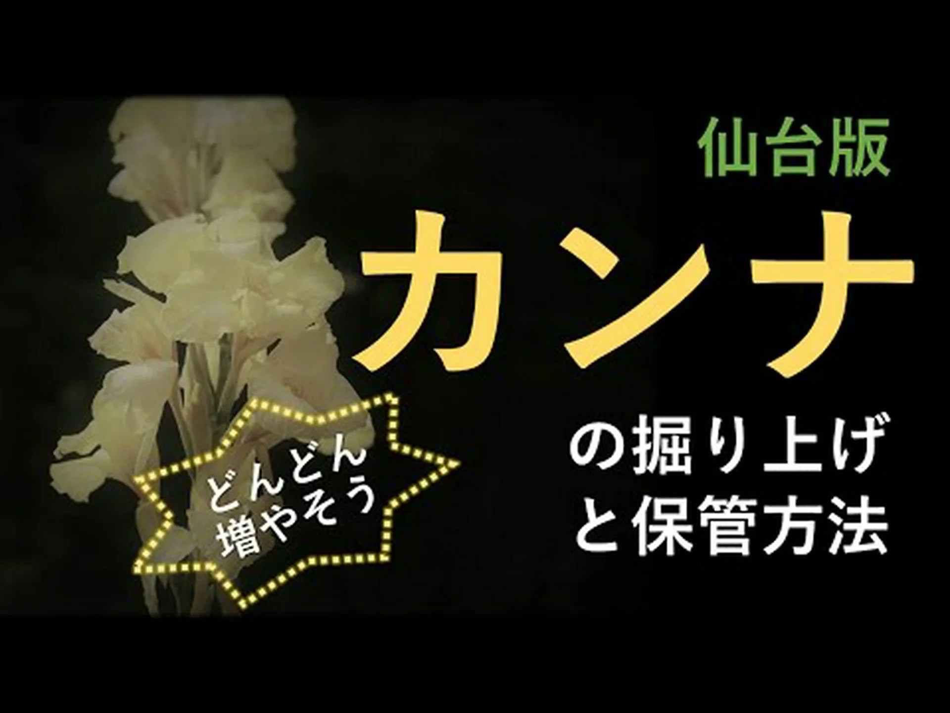 カンナの種を蒔く方法は? カンナの種を蒔く方法は?