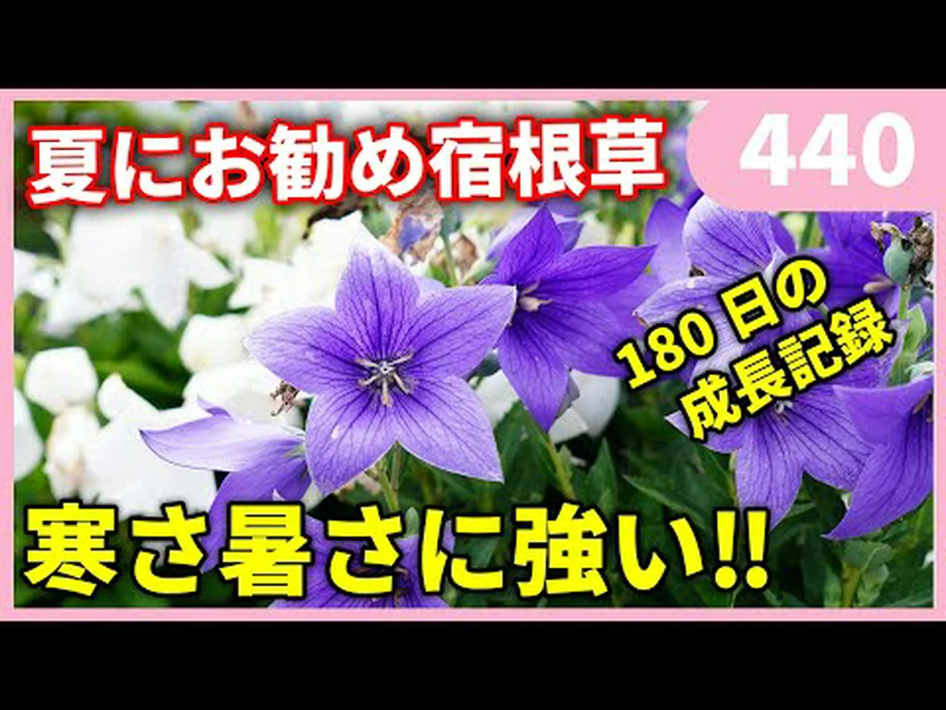 ピラミッド型桔梗 ピラミッド型桔梗